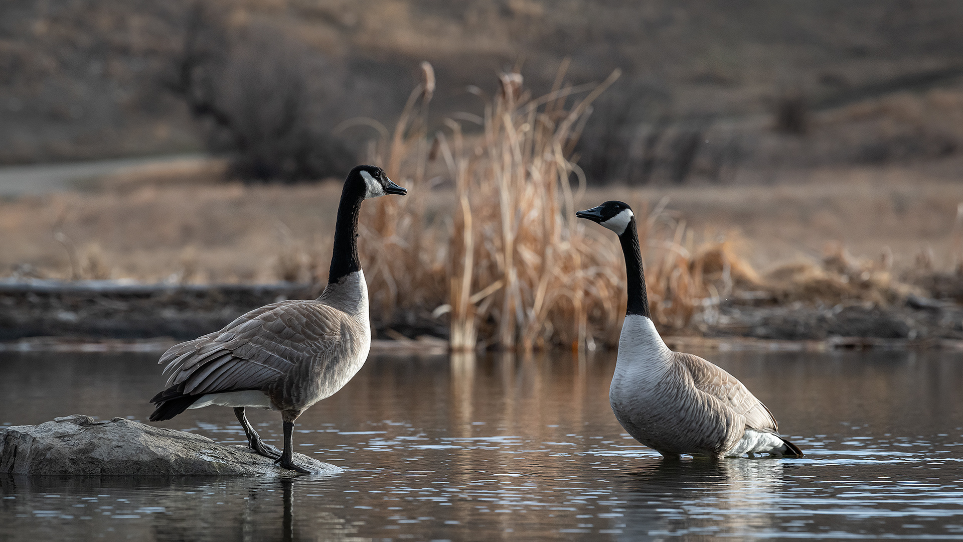 Canada Geese pair, Marshall Springs, Fish Creek Provincial Park, Calgary, AB