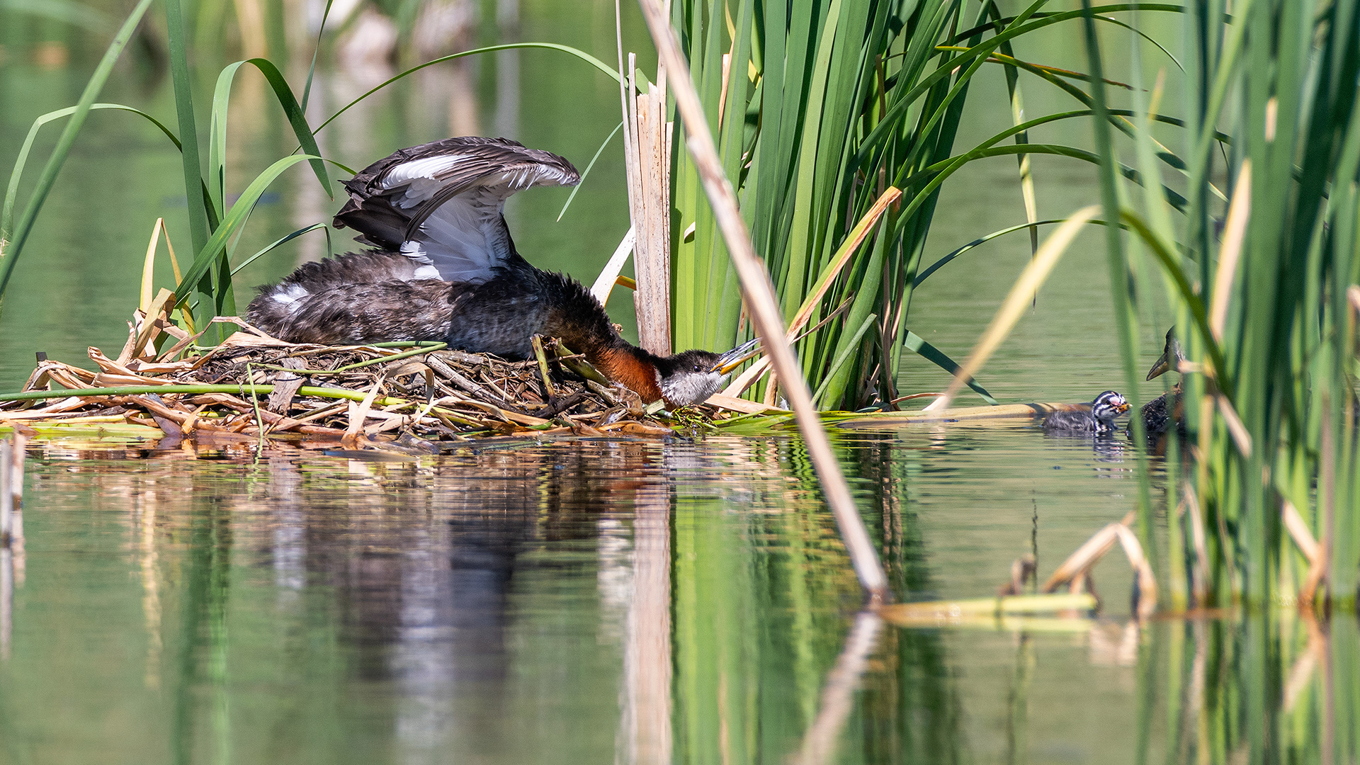 Red-necked Grebe (female) on her nest stretching (I'm guessing), Marshall Springs - Fish Creek Prov. Park, Calgary, AB