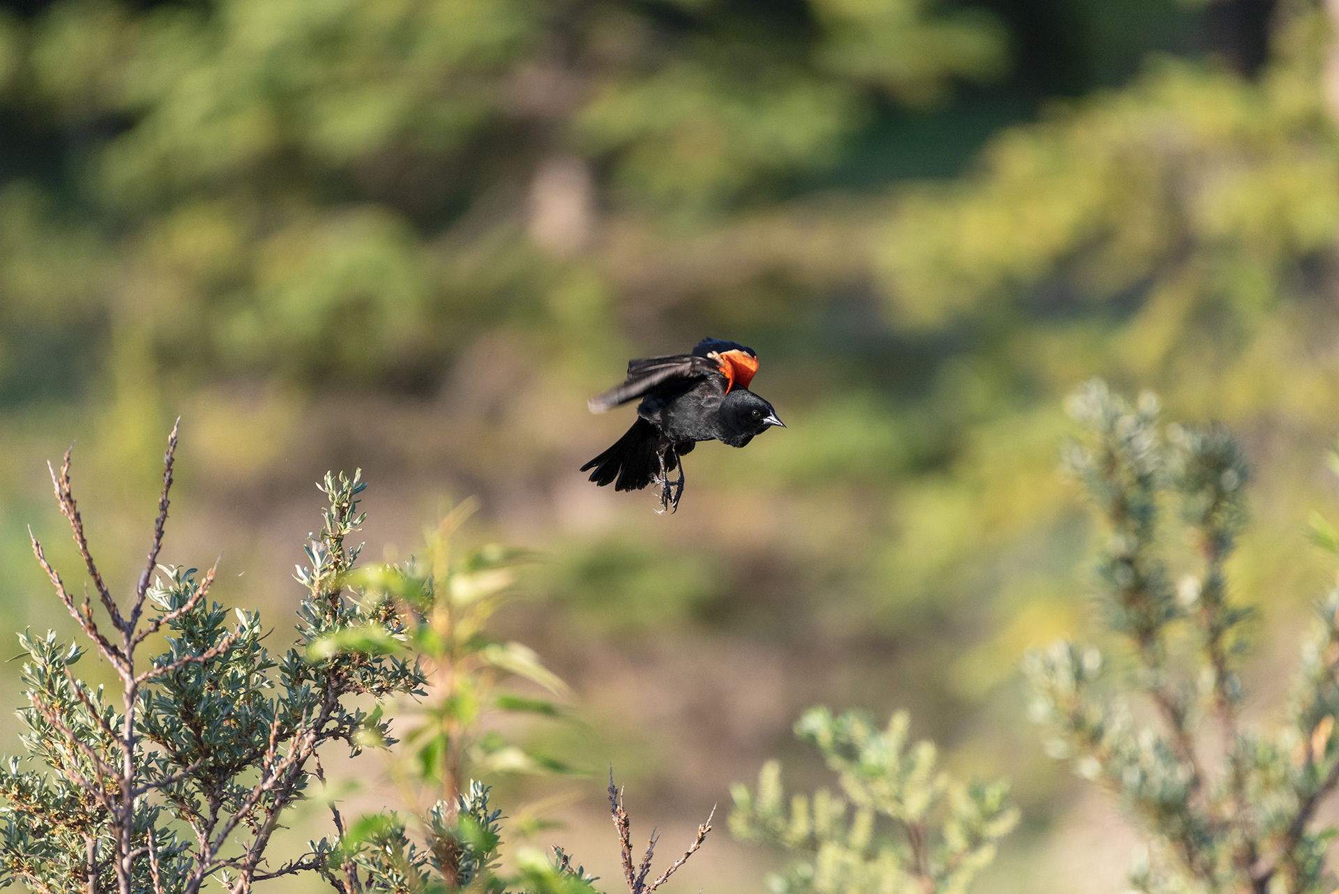 Red-winged Blackbird, Marshall Springs, Fish Creek Provincial Park, Calgary, Alberta