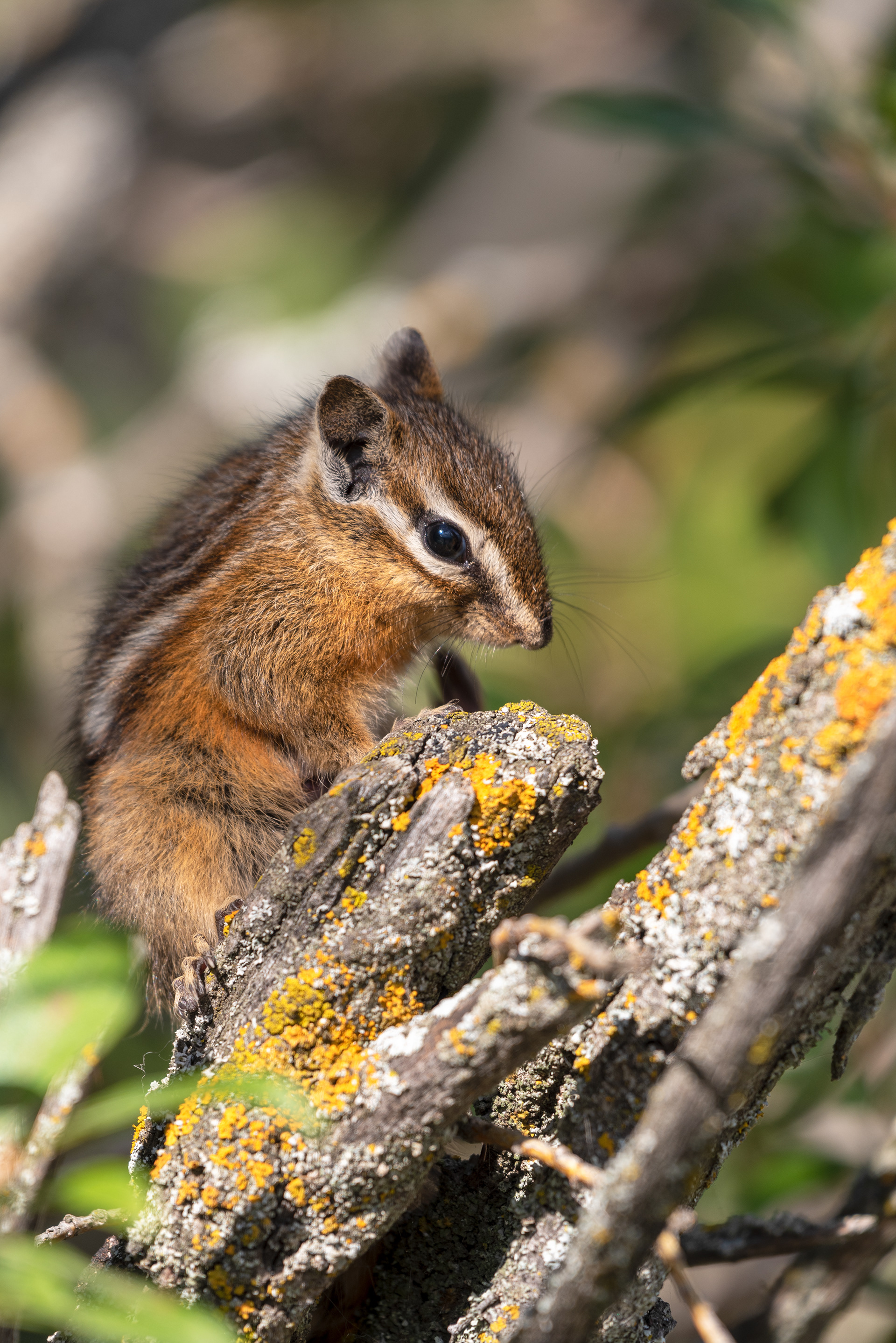 Chipmunk