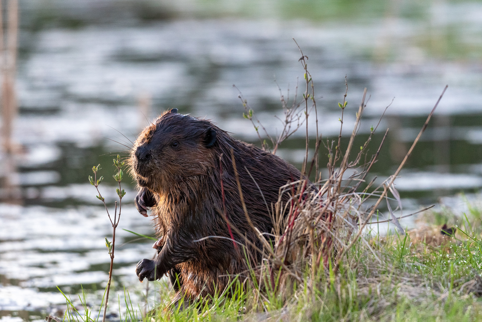 beaver, Marshall Springs, Fish Creek Provincial Park, Calgary, Alberta