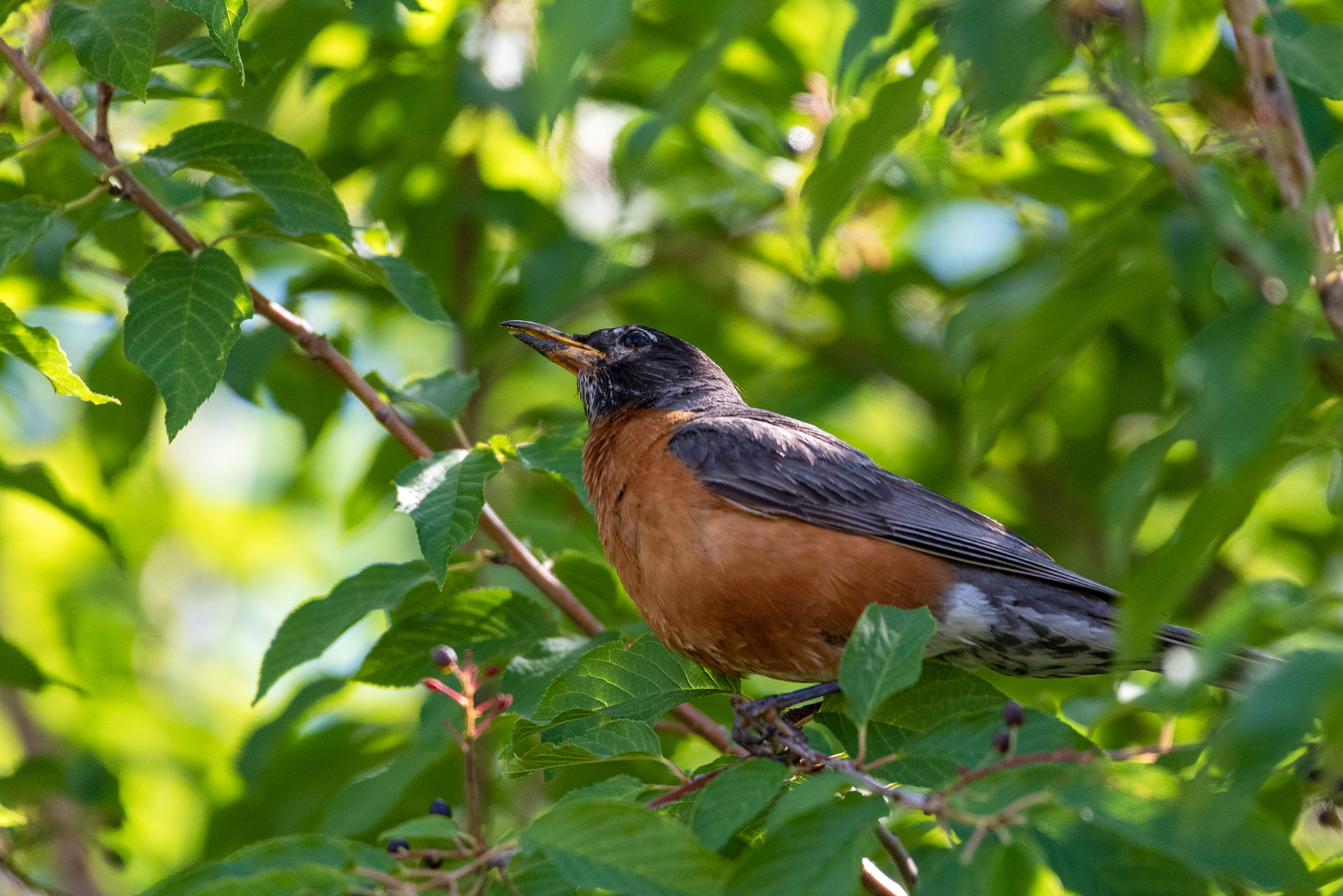 American Robin perched in a tree, searching out ripened berries