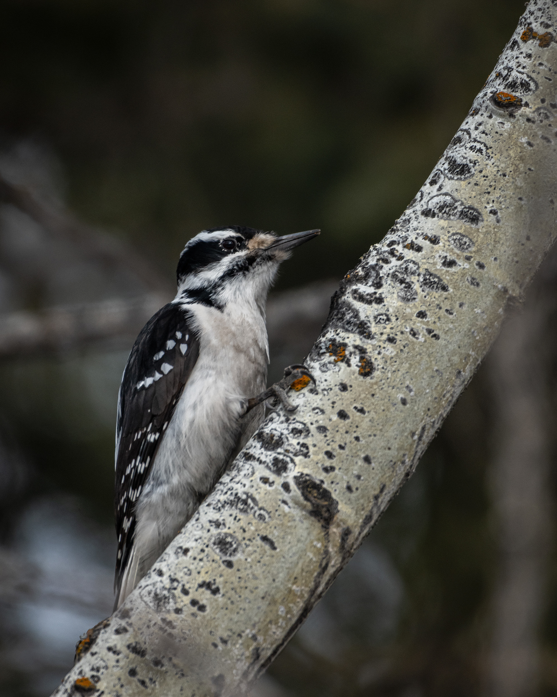 Hairy Woodpecker (female), near Marshall Springs, Fish Creek Provincial Park, Calgary, AB