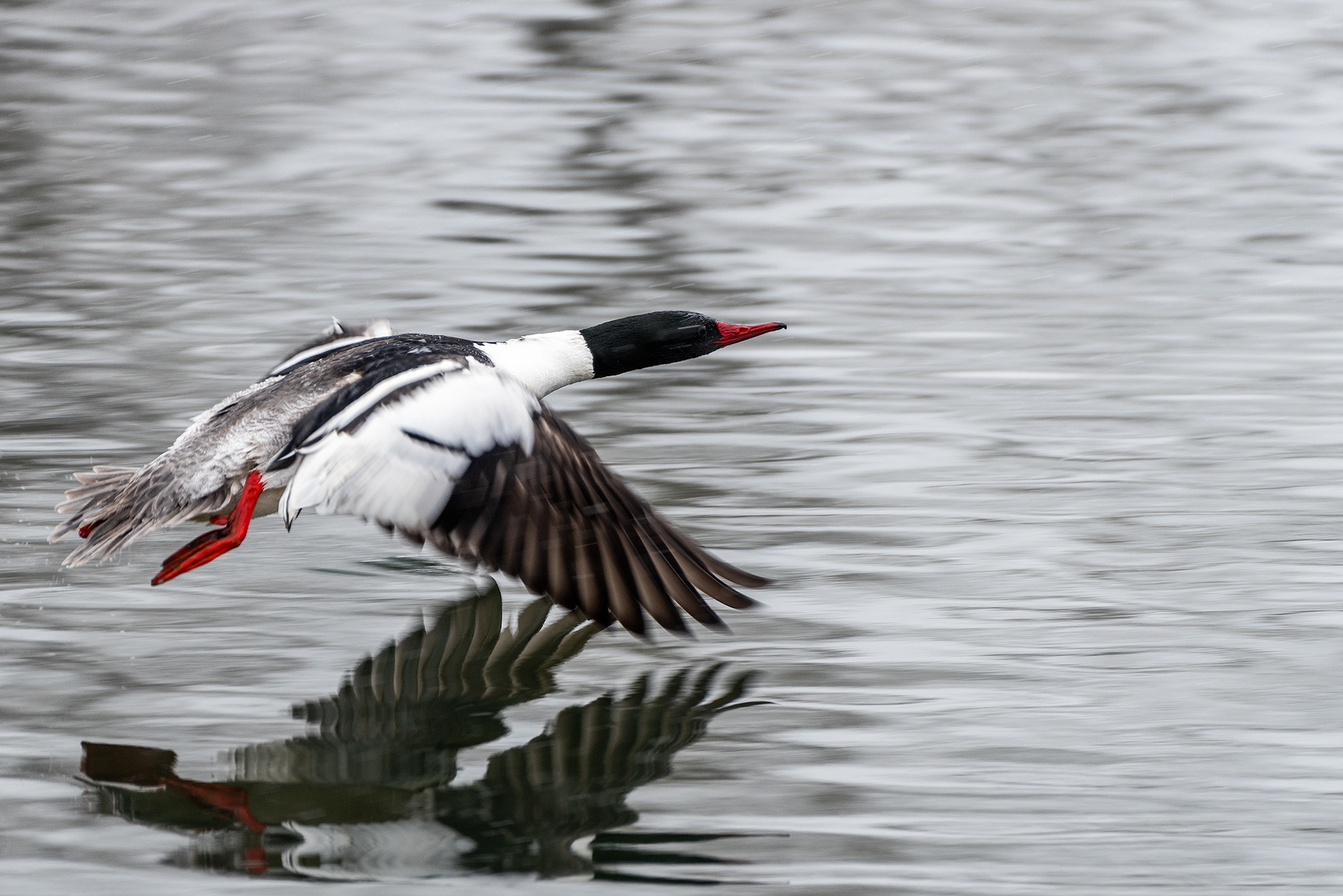 Common Merganser (male) in flight at the Inglewood Bird Sanctuary & Nature Centre, Calgary, Alberta
