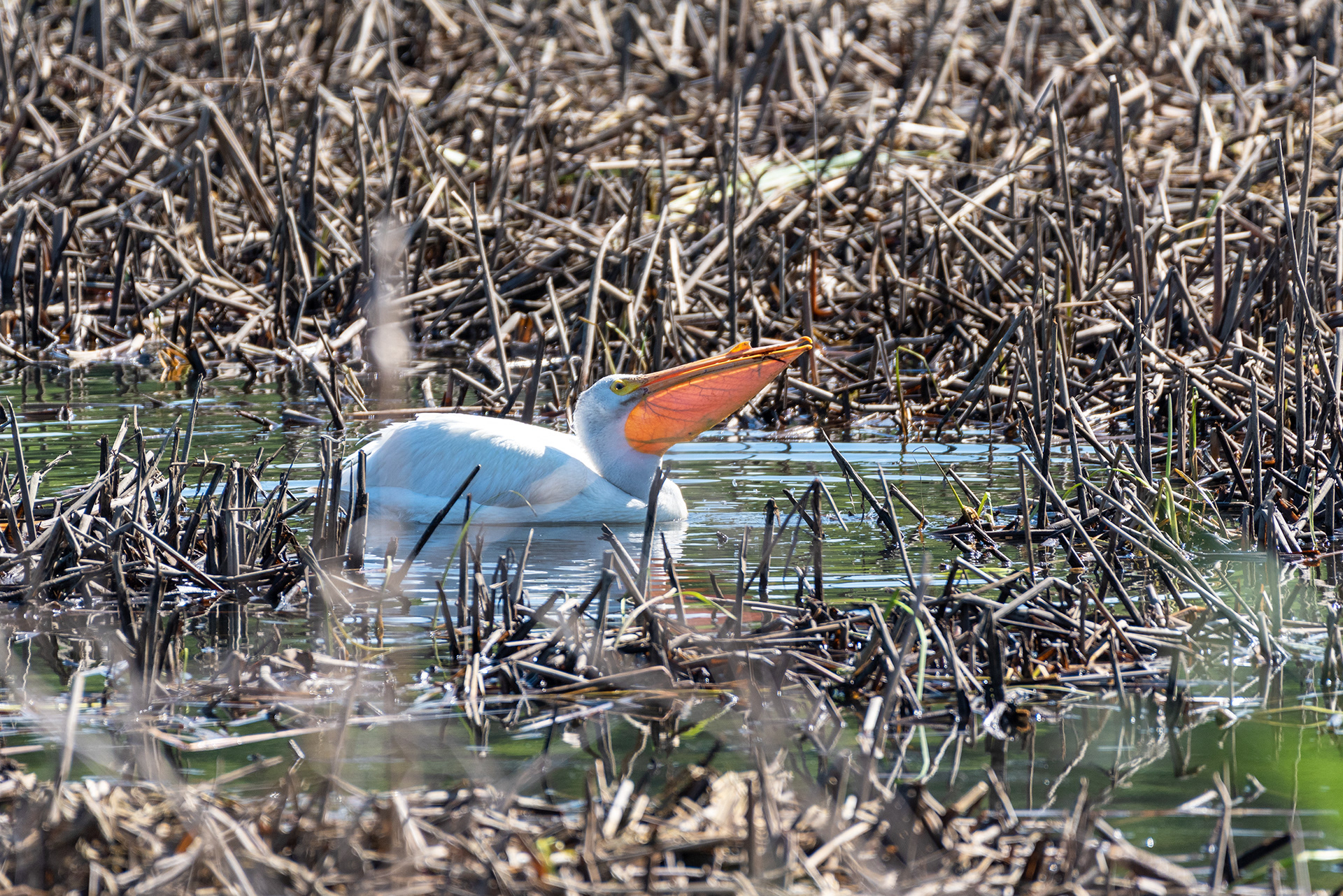 American White Pelican