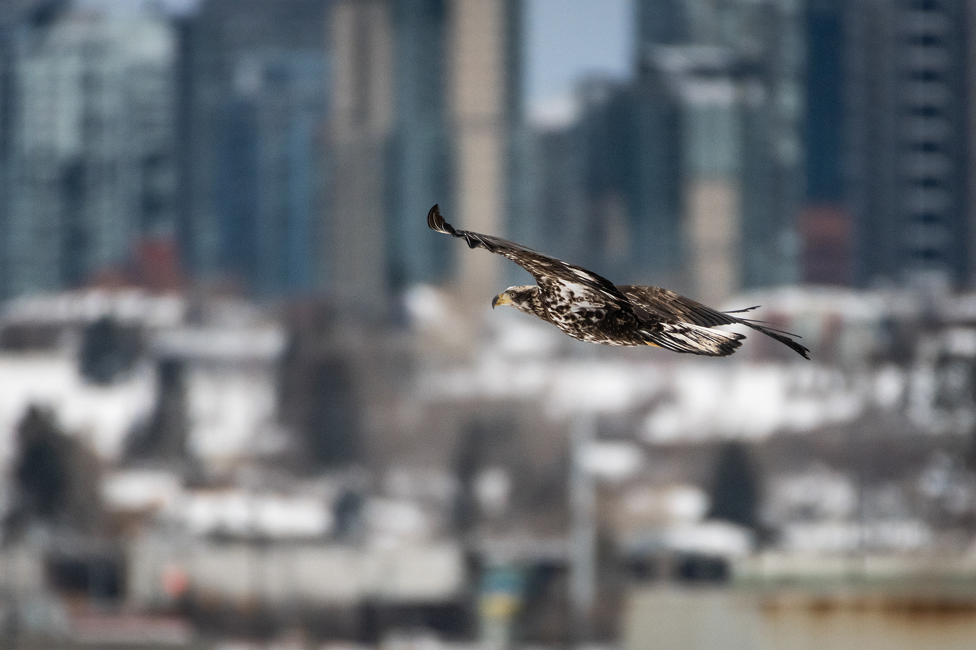 Bald Eagle (immature) in flight - Southview Off Leash Dog Park, Calgary, AB
