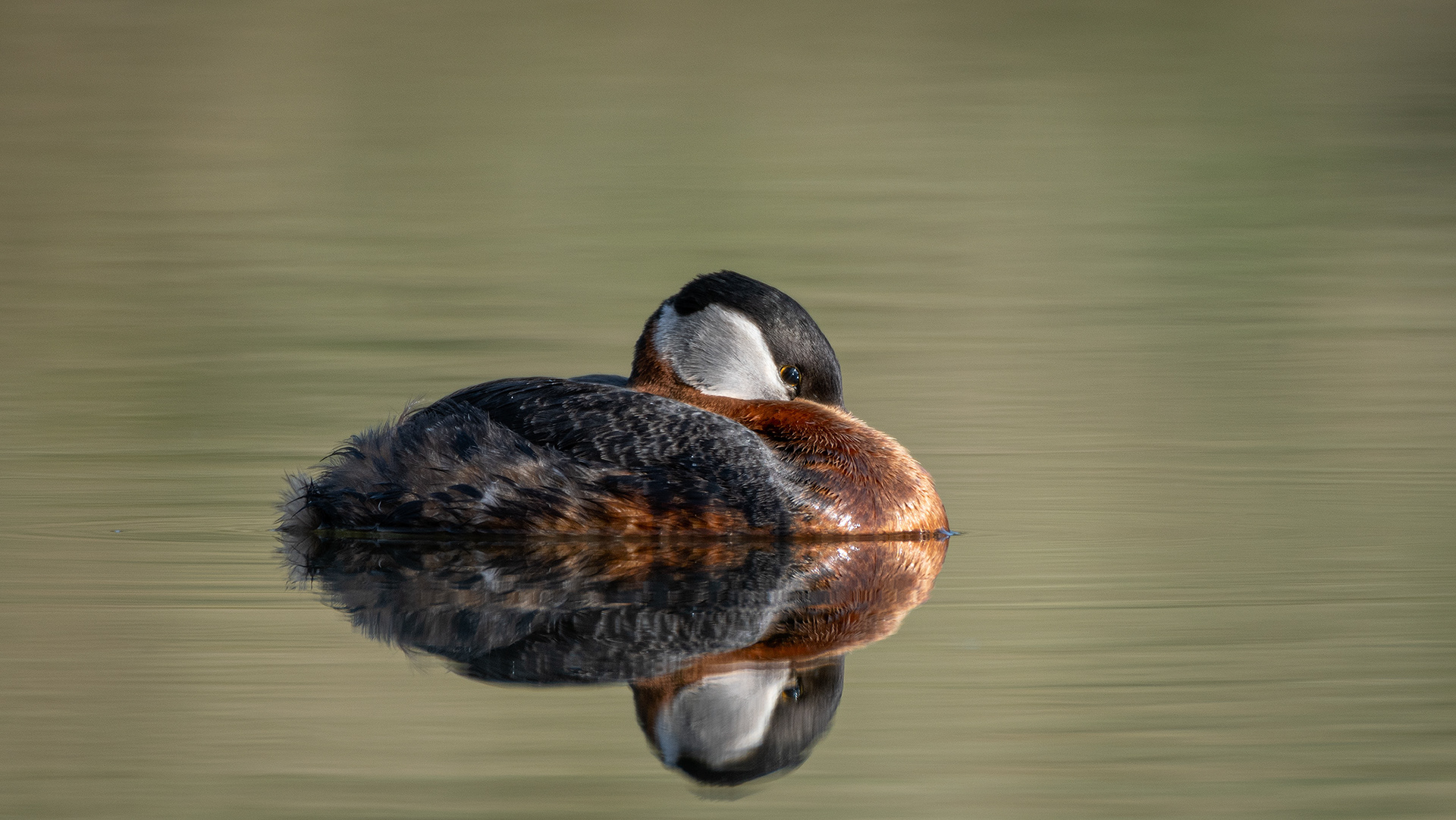 Red-necked Grebe, Marshall Springs ponds, Fish Creek Provincial Park, Calgary, AB