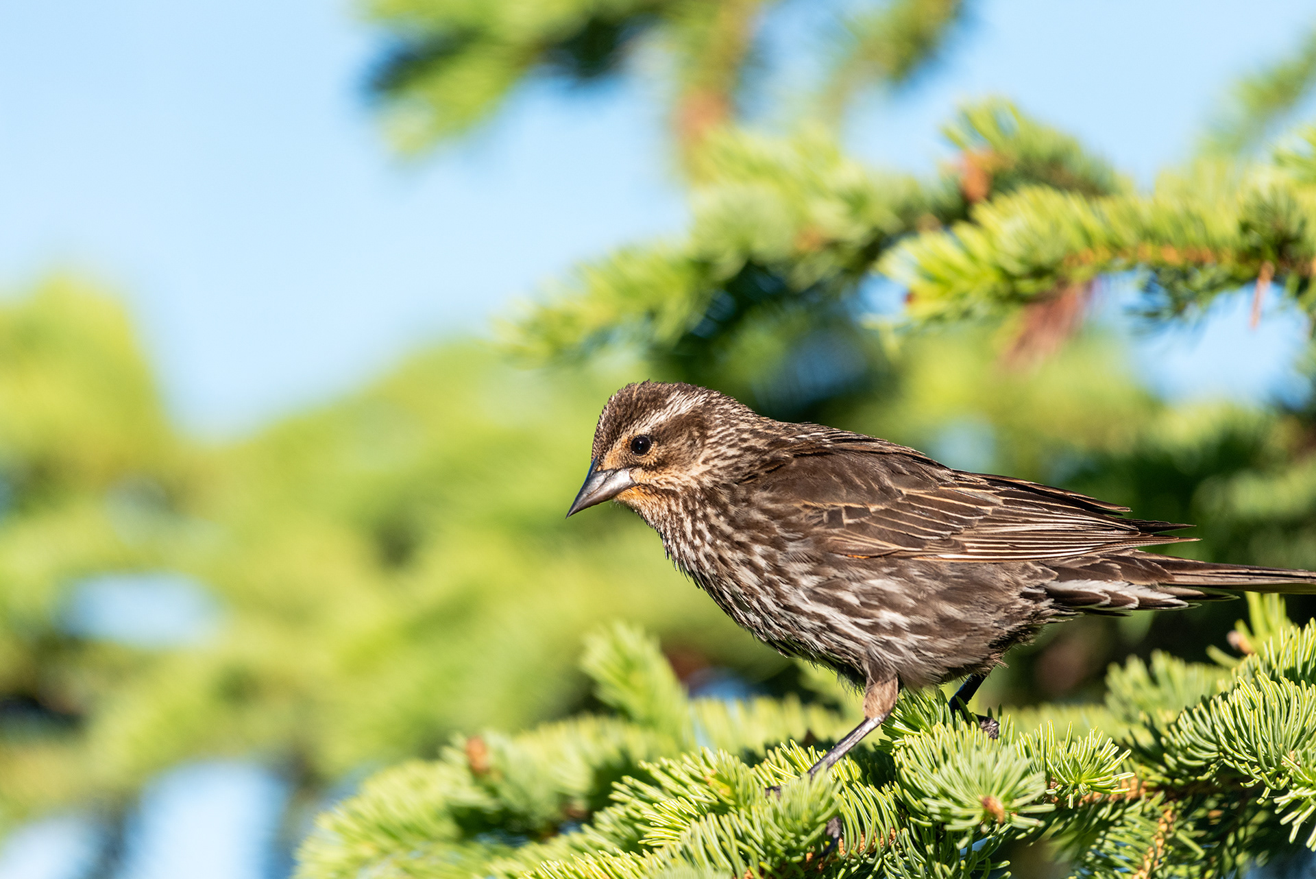 Red-winged Blackbird, Marshall Springs, Fish Creek Provincial Park, Calgary