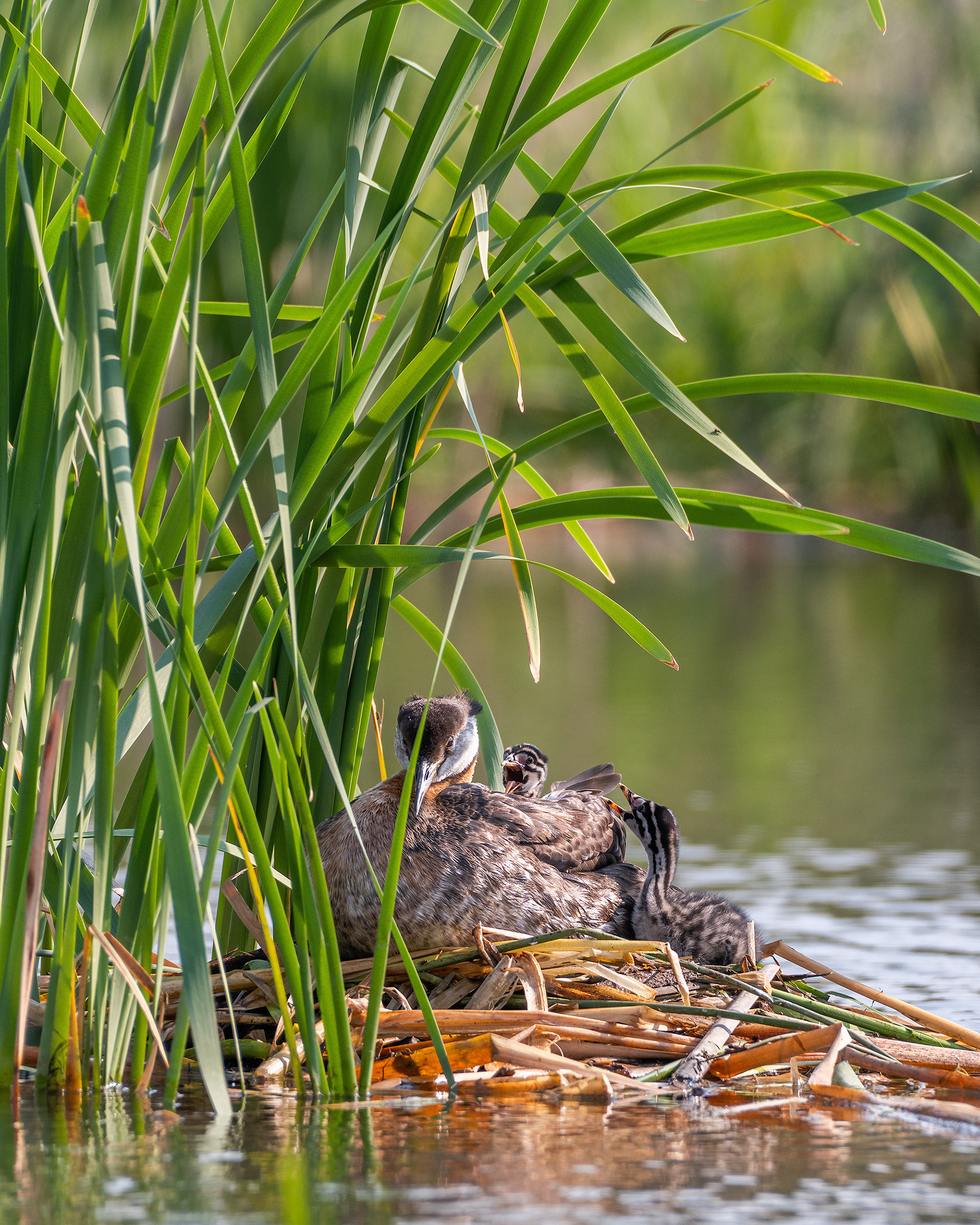 Red-necked Grebe (female) on her nest with the two chicks, Marshall Springs - Fish Creek Prov. Park, Calgary, AB