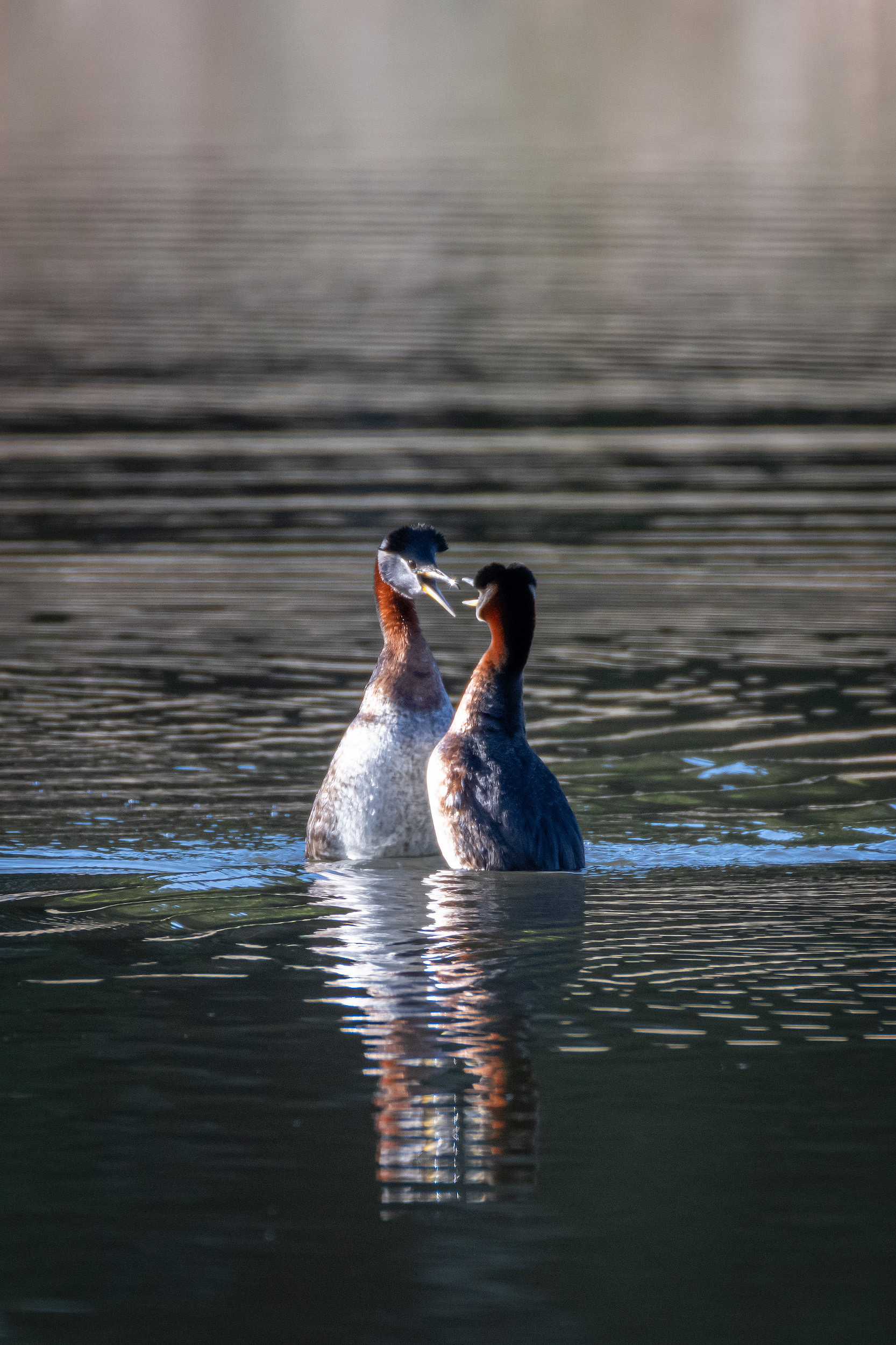 Red-necked Grebe pair courting, Marshall Springs ponds - Fish Creek Prov. Park, Calgary, AB