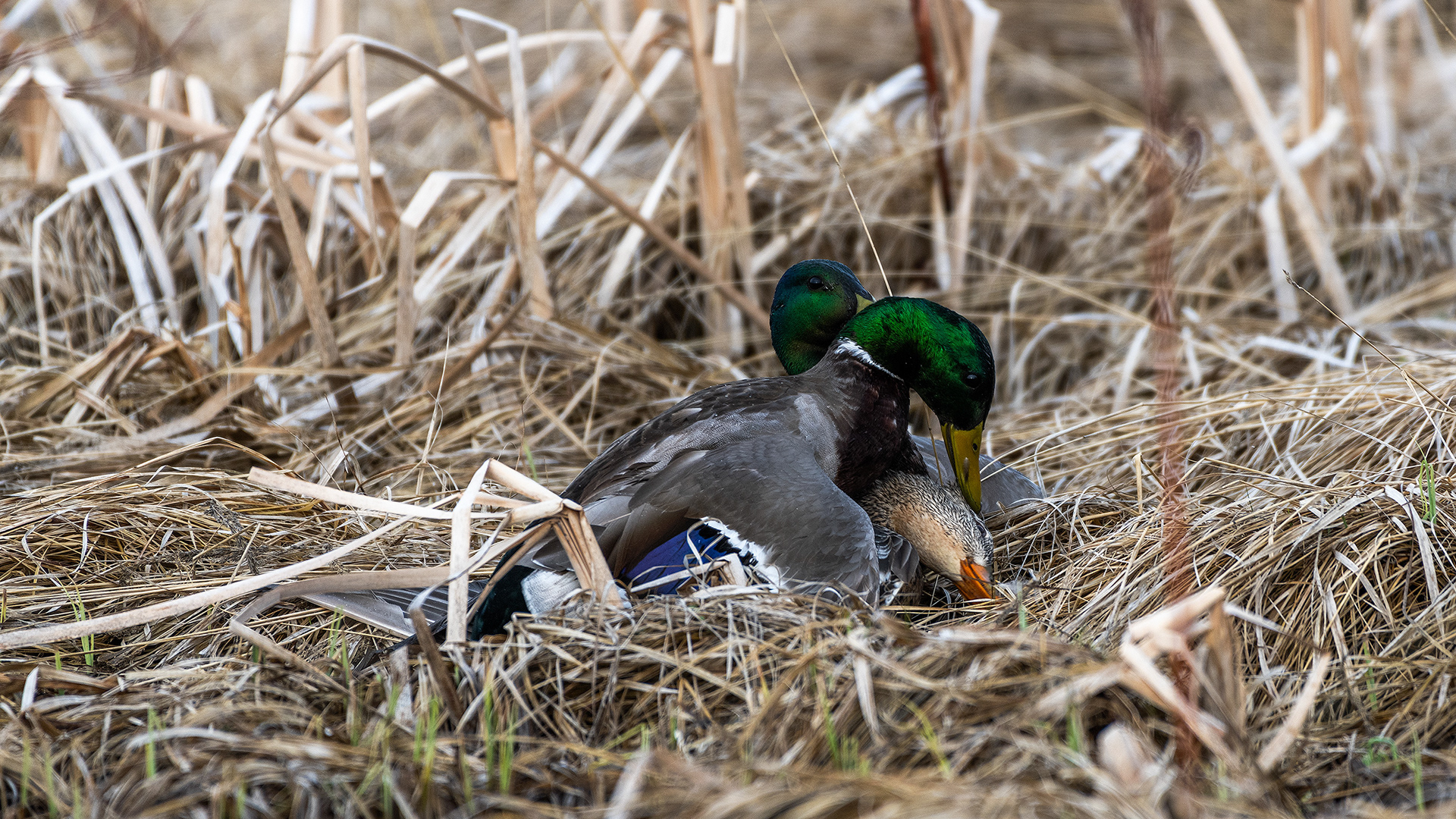 Mallards (2 males, 1 female) near Turner Valley, Alberta