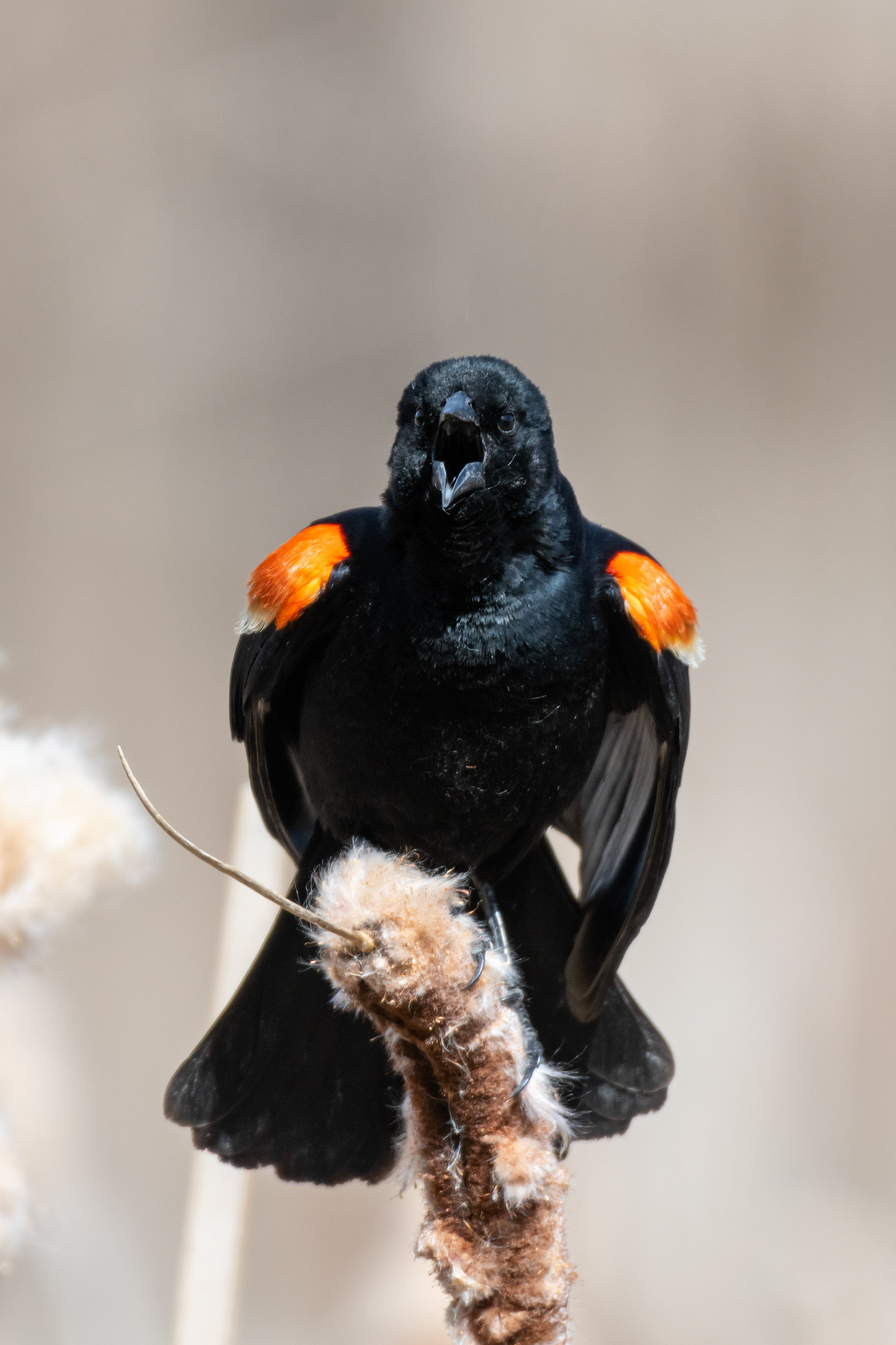 Red-winged Blackbird (male), Marshall Springs ponds, Fish Creek Provincial Park, Calgary, AB