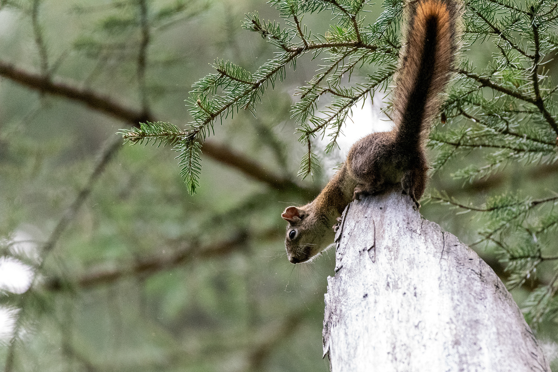 Squirrel