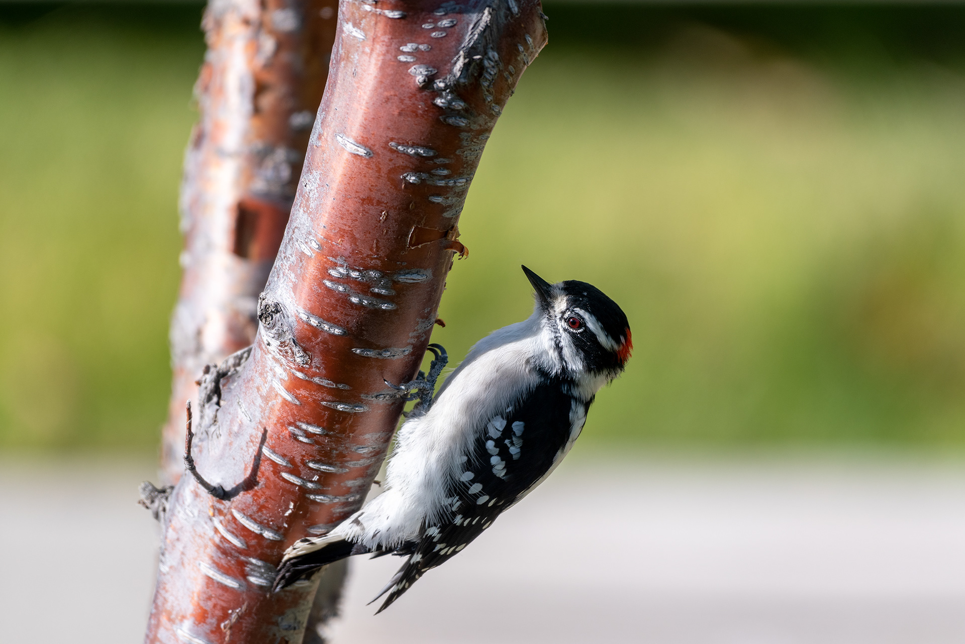 Downy Woodpecker