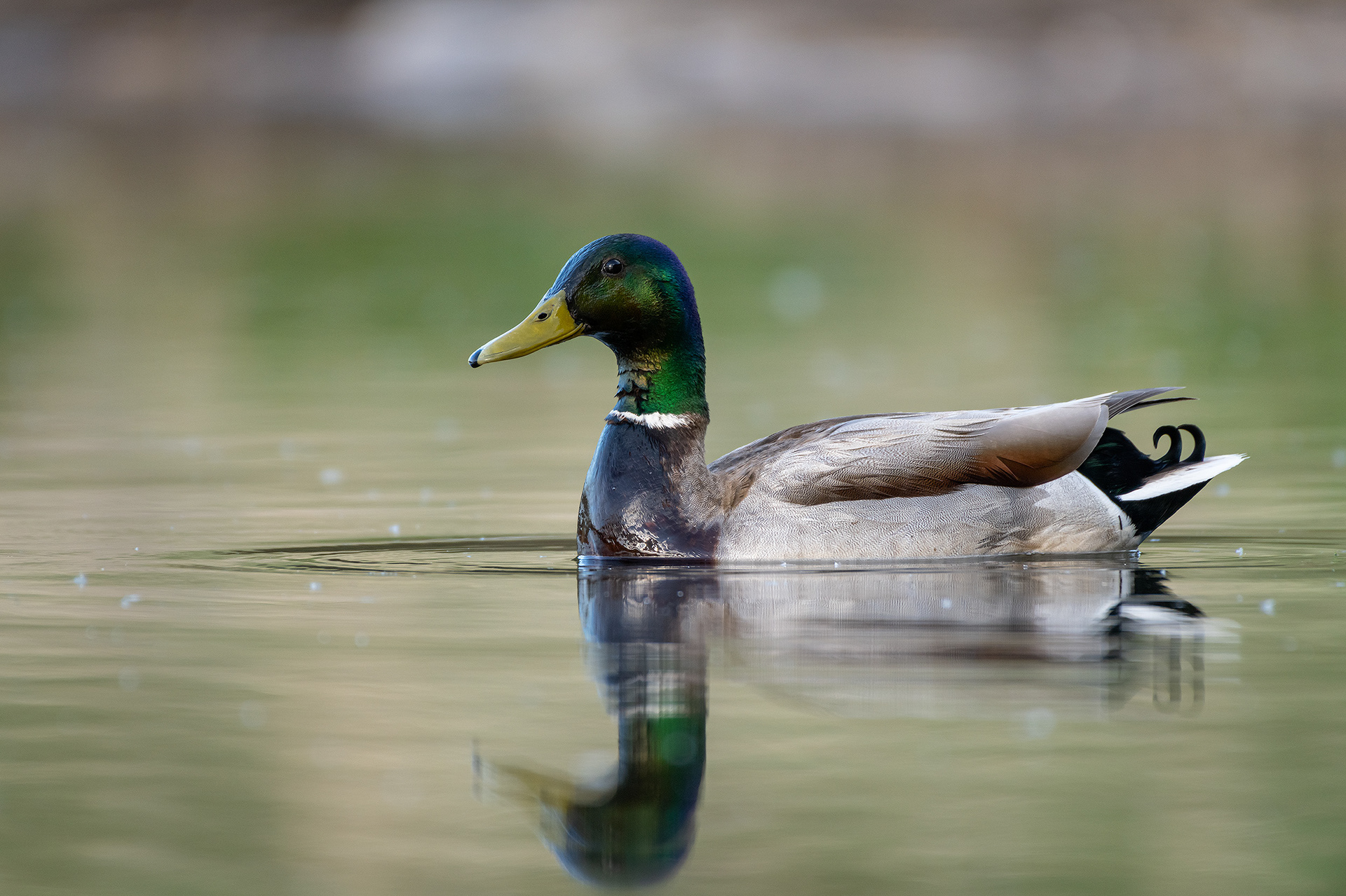 Mallard (male), Marshall Springs ponds, Fish Creek Provincial Park, Calgary, AB