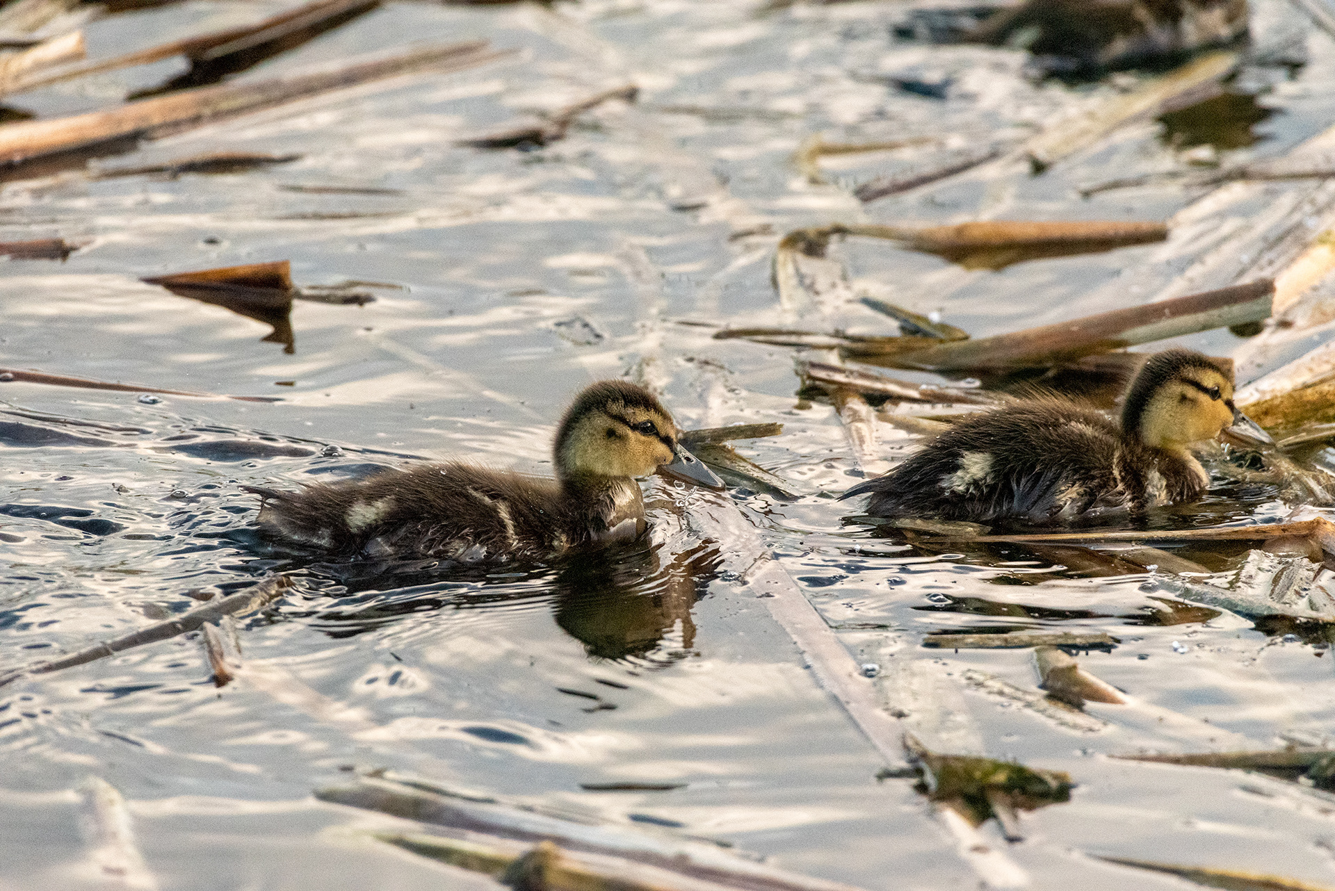 Mallard ducklings, Marshall Springs, Fish Creek Provincial Park, Calgary, Alberta