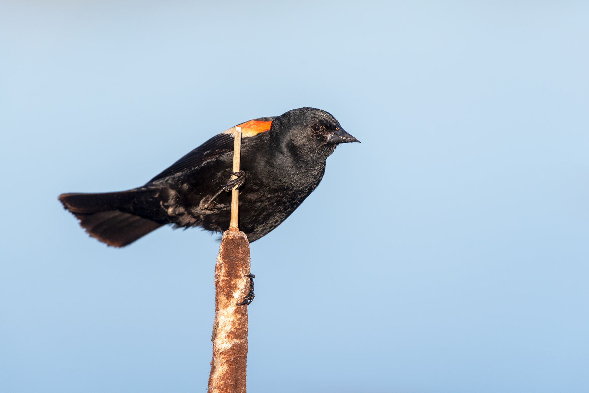 Red-winged blackbird (clinging, side view)
