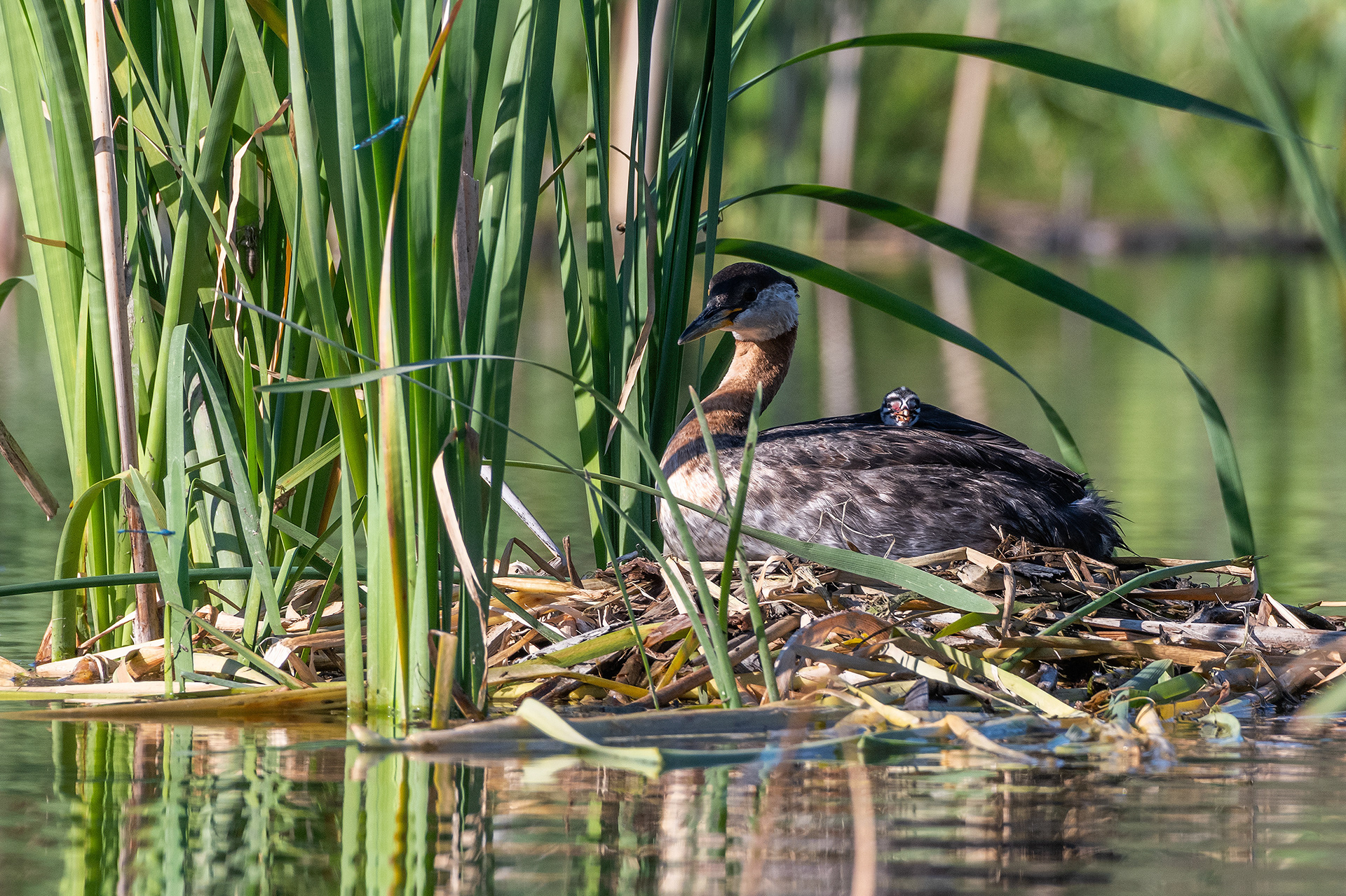Red-necked Grebe (female) and her one day old chick at their nest, Marshall Springs - Fish Creek Prov. Park, Calgary, AB