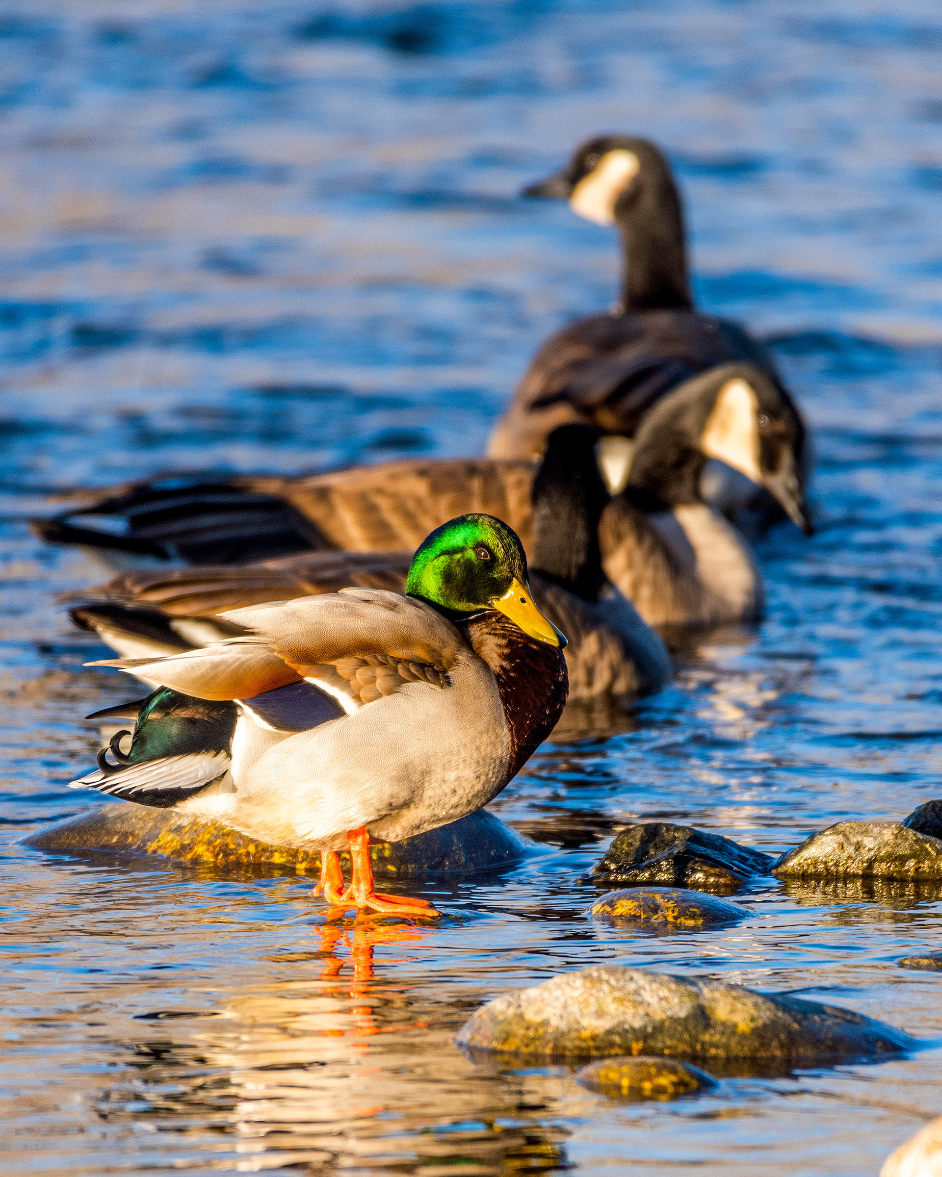 Mallard (Canada Geese in the background) on the edge of the Bow River near Carburn Park, Calgary, AB