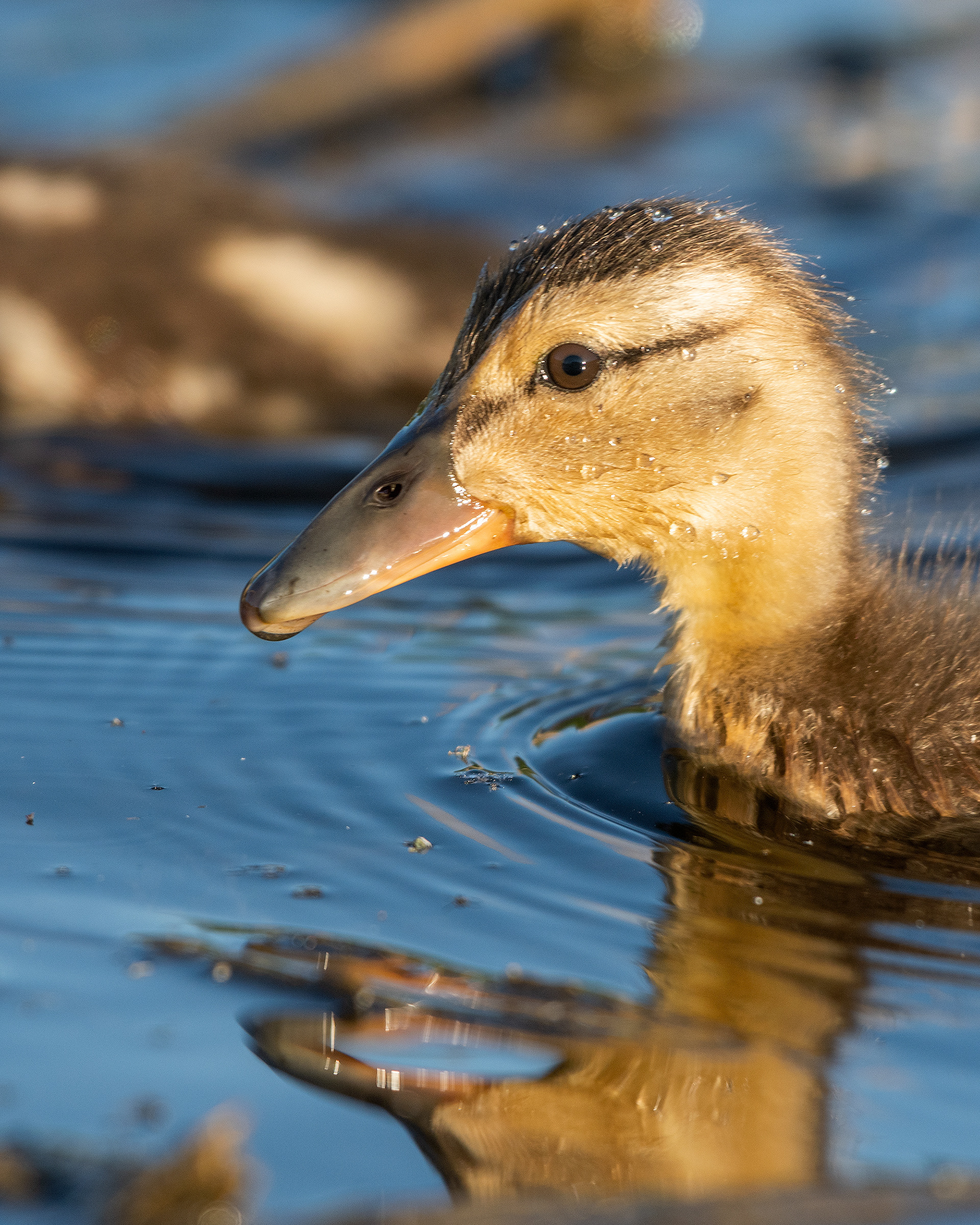 Mallard Duckling (close up) at the Marshall Springs ponds in Fish Creek Provincial Park, Calgary, Alberta