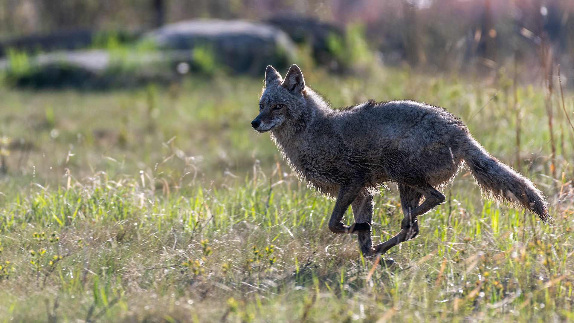 Coyote at Marshall Springs, Fish Creek Provincial Park, Calgary, Alberta
