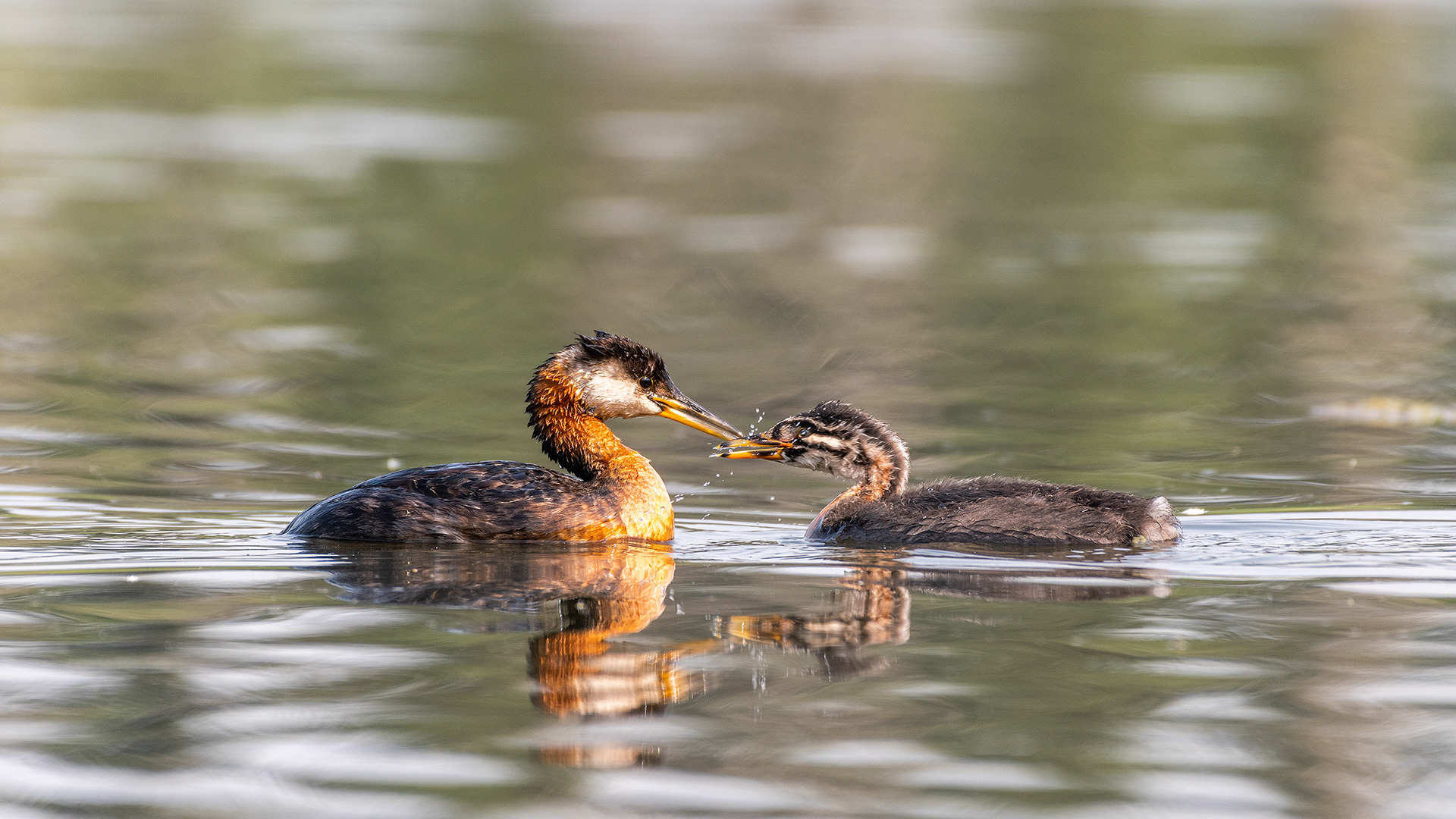 Red-necked Grebes (one female, one immature), Marshall Springs - Fish Creek Prov. Park, Calgary, AB
