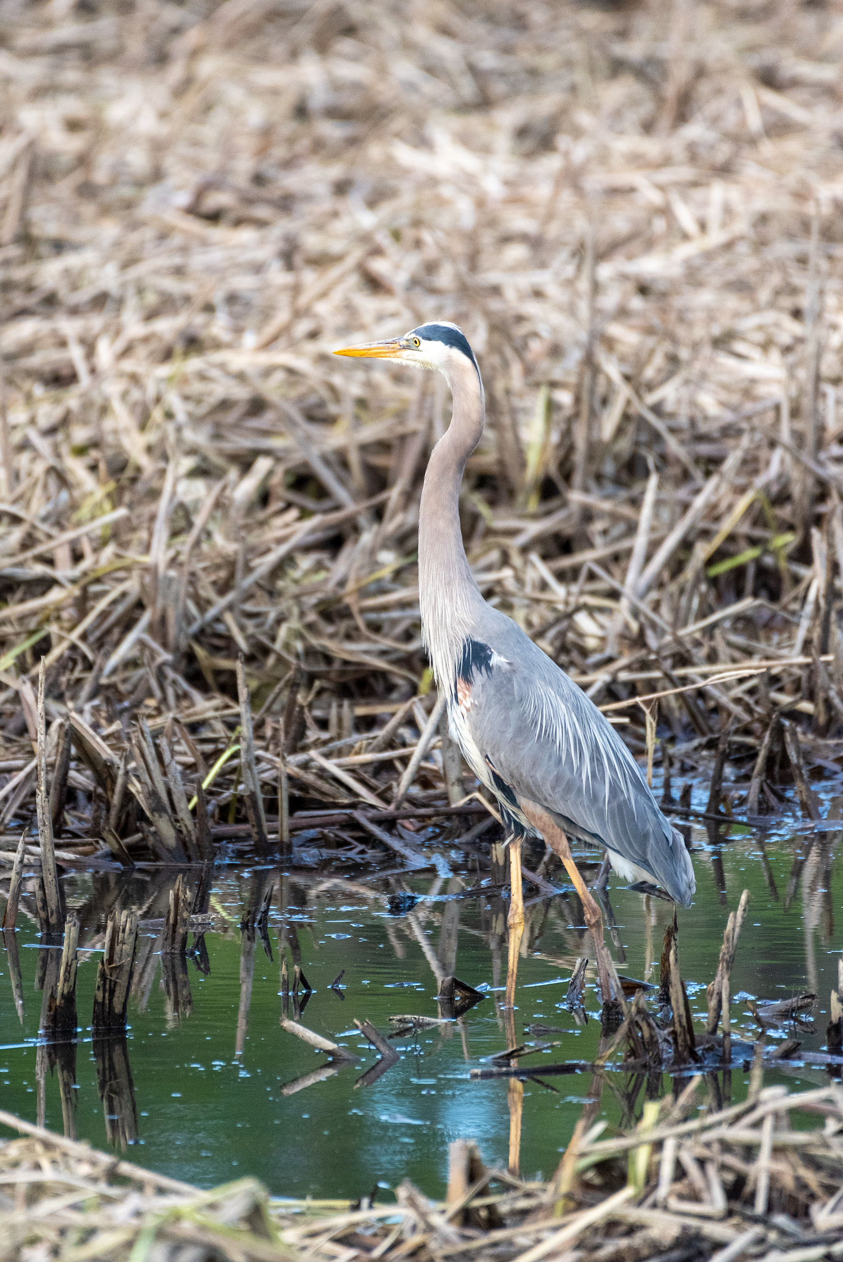 Great Blue Heron