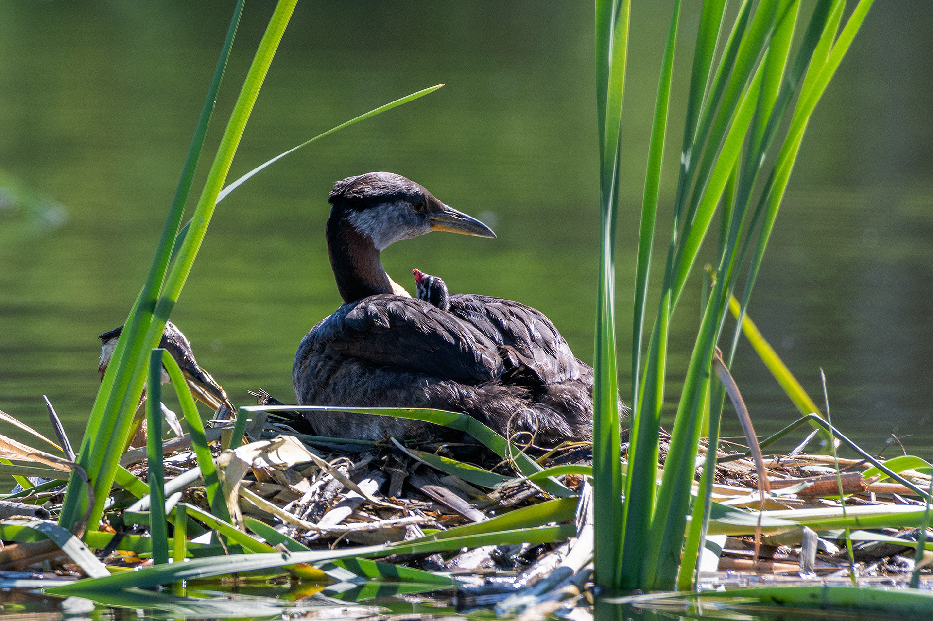 Red-necked Grebe pair, and their new hatchling, at their nest, Marshall Springs - Fish Creek Prov. Park, Calgary, AB