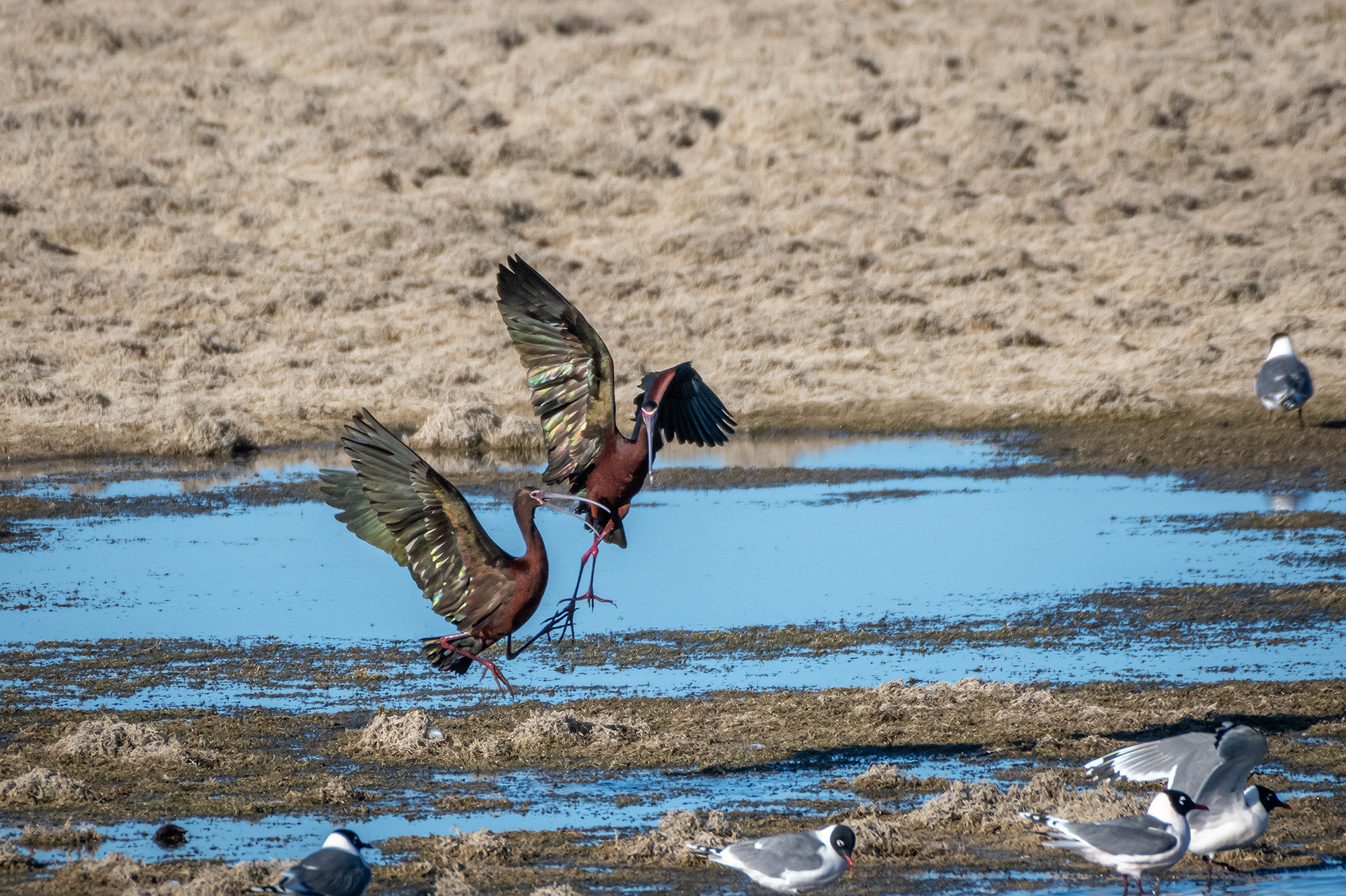 White-faced Ibises, Glenmore Reservoir, North Glenmore Park, Calgary, AB