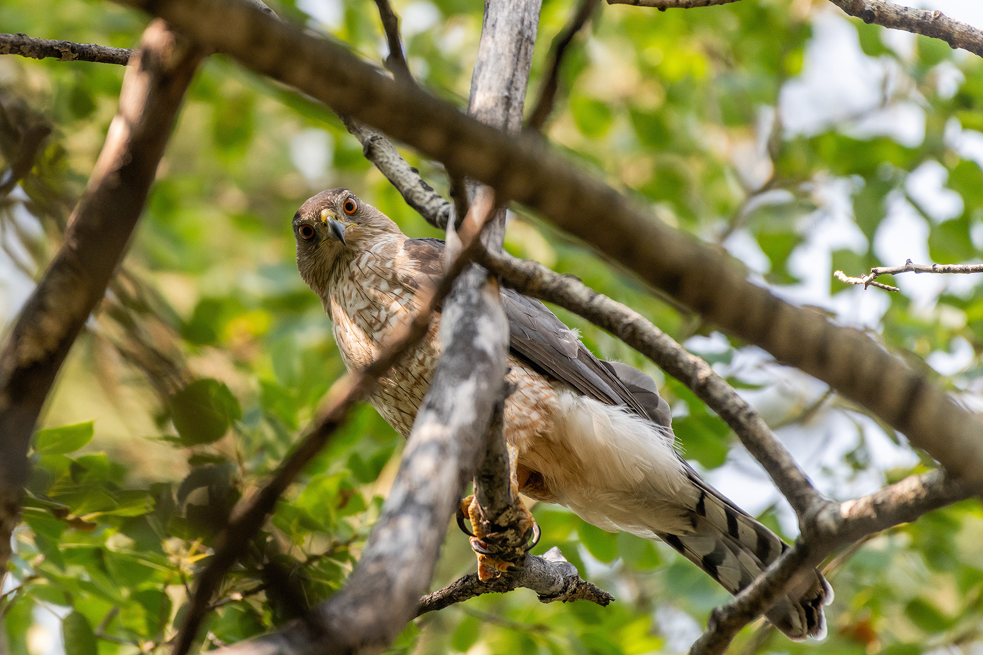 Cooper's Hawk, Marshall Springs - Fish Creek Prov. Park, Calgary, AB