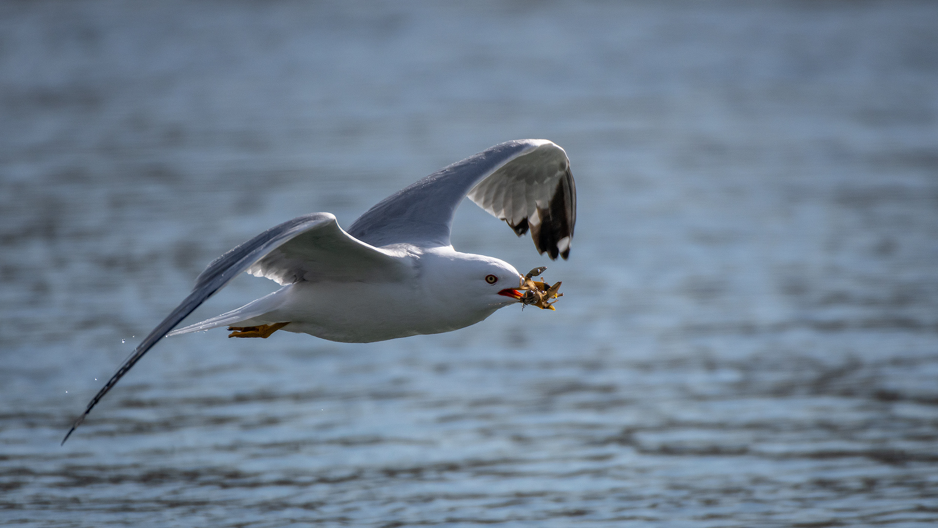 Ring-billed Gull (in flight) with a crayfish, near the Harvie Passage of the Bow River, Pearce Estate Park, Calgary, AB