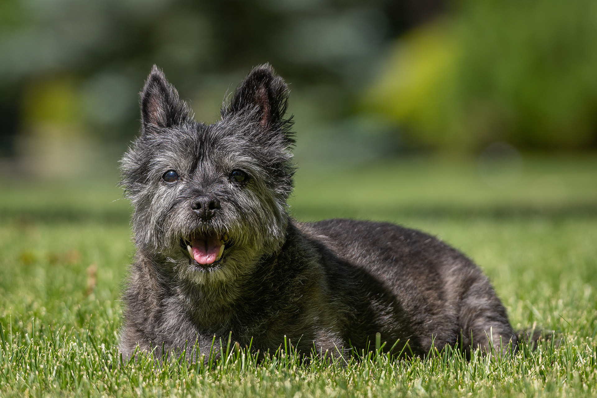 Coco, Bridlewood, Calgary, AB