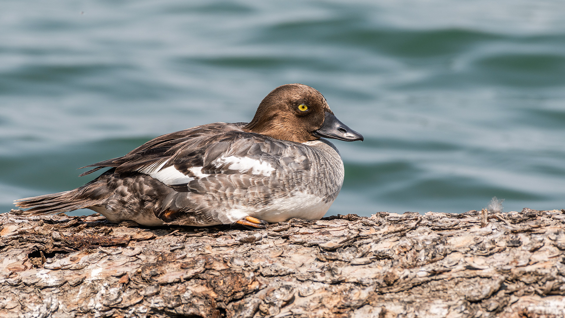 Goldeneye (female), Glenmore Reservoir - South Glenmore Park, Calgary, AB
