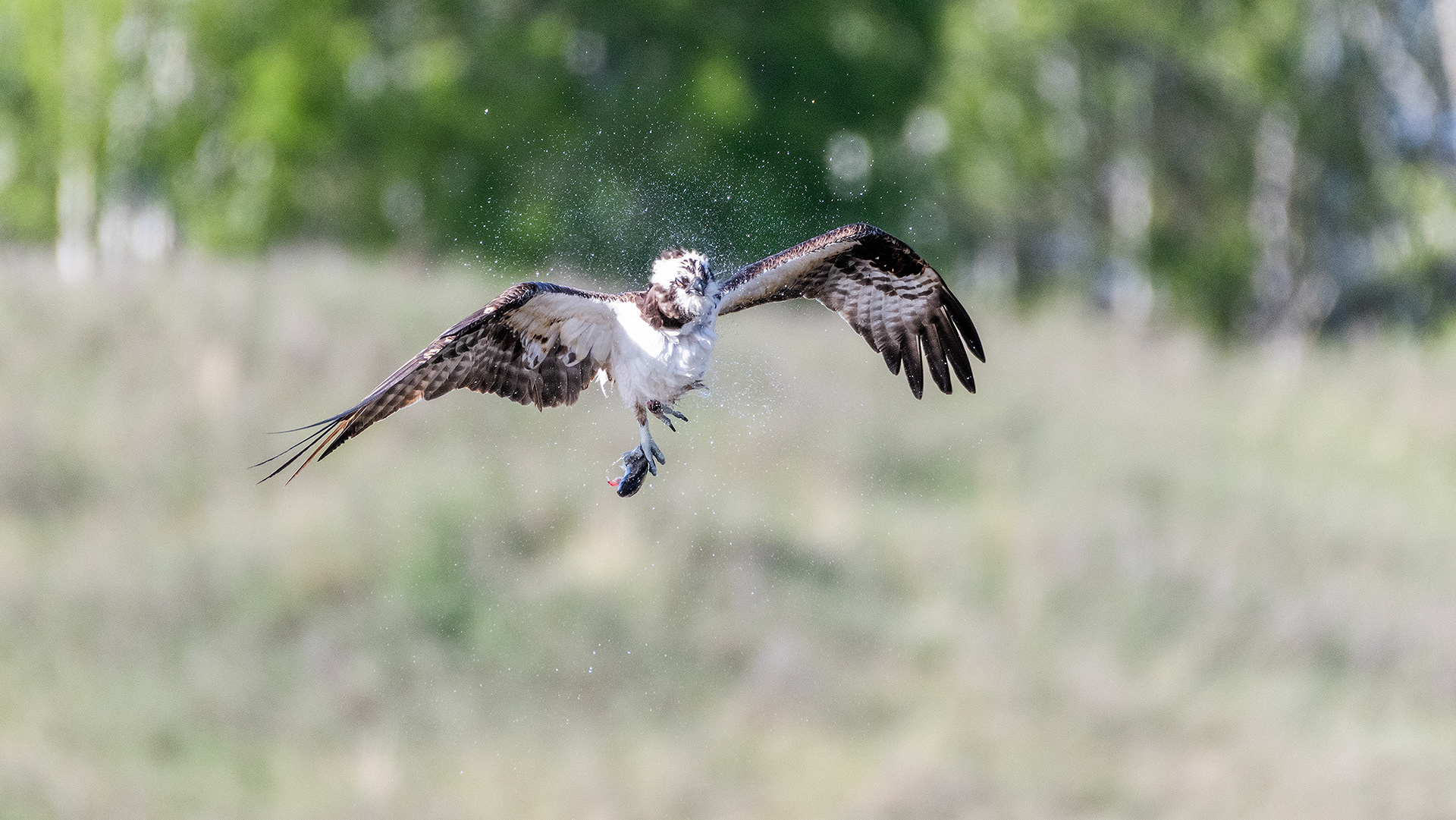 Osprey (in flight) shaking its soggy feathers at the Marshall Springs ponds in Fish Creek Provincial Park, Calgary, Alberta