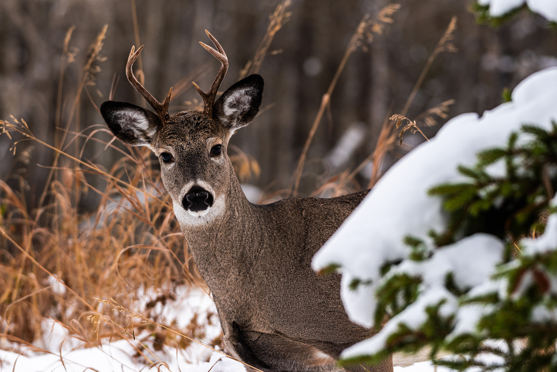 White-tailed Deer near the Marshall Springs ponds in Fish Creek Provincial Park