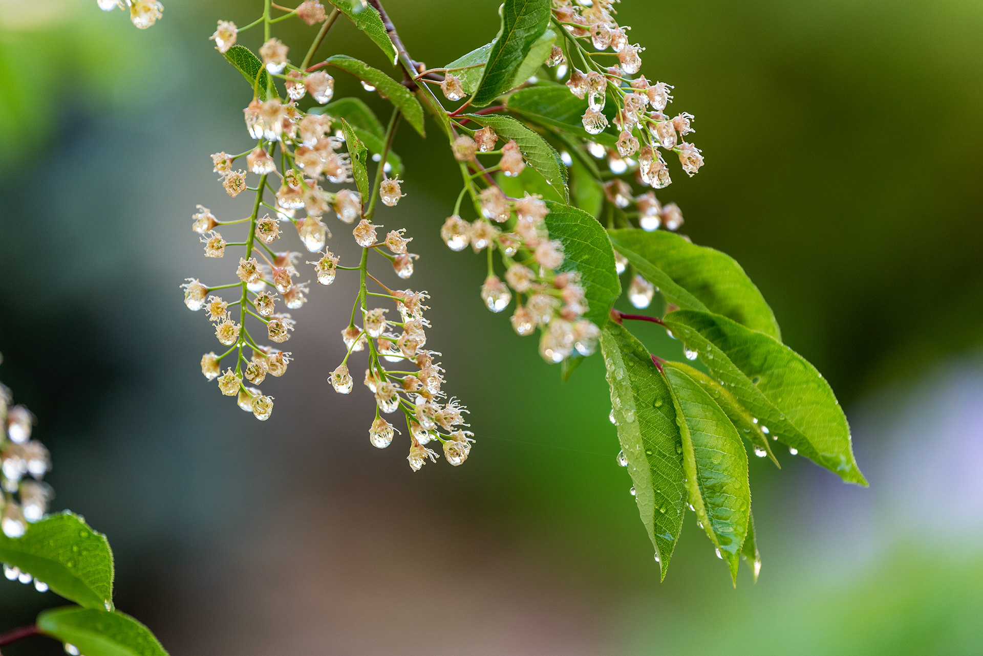 chokecherry tree blossoms done, Bridlewood, Calgary, Alberta