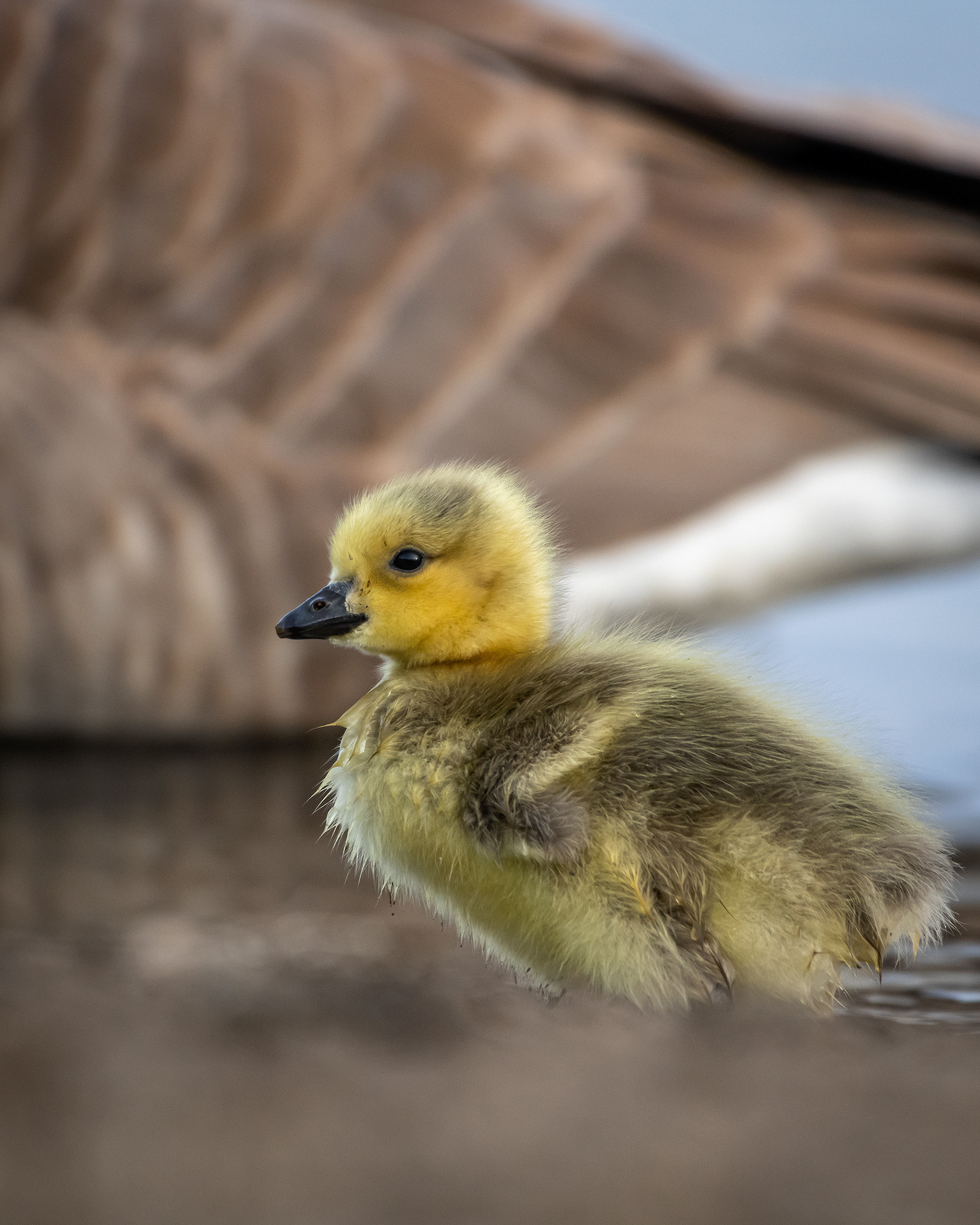 Canada Goose gosling, Glenmore Reservoir, North Glenmore Park, Calgary, AB