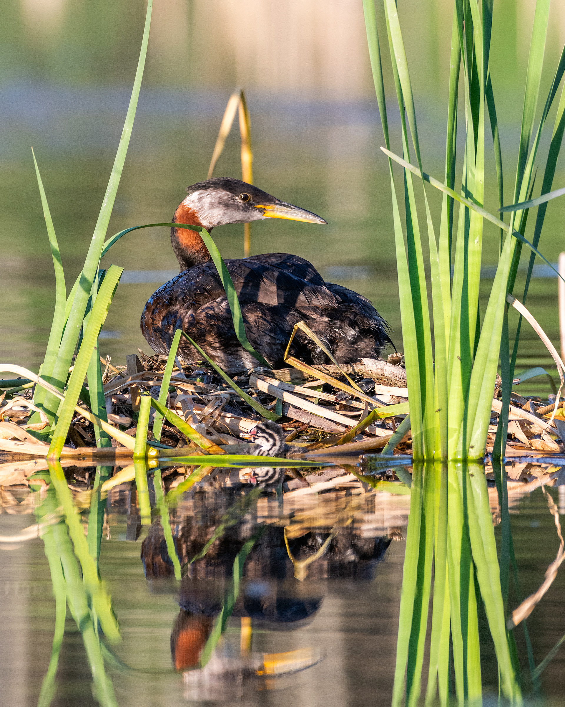 Red-necked Grebe (male) on his nest (one chick visible in the water at the front), Marshall Springs - Fish Creek Prov. Park, Calgary, AB