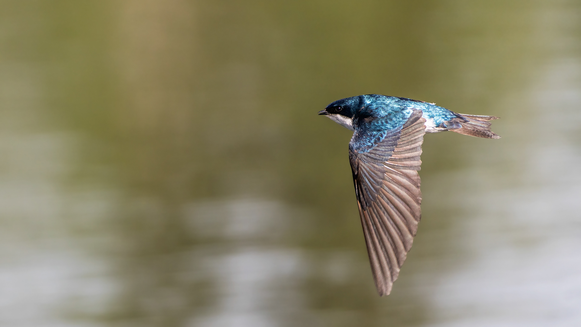 Tree Swallow (in flight) at the Marshall Springs ponds in Fish Creek Provincial Park, Calgary, Alberta