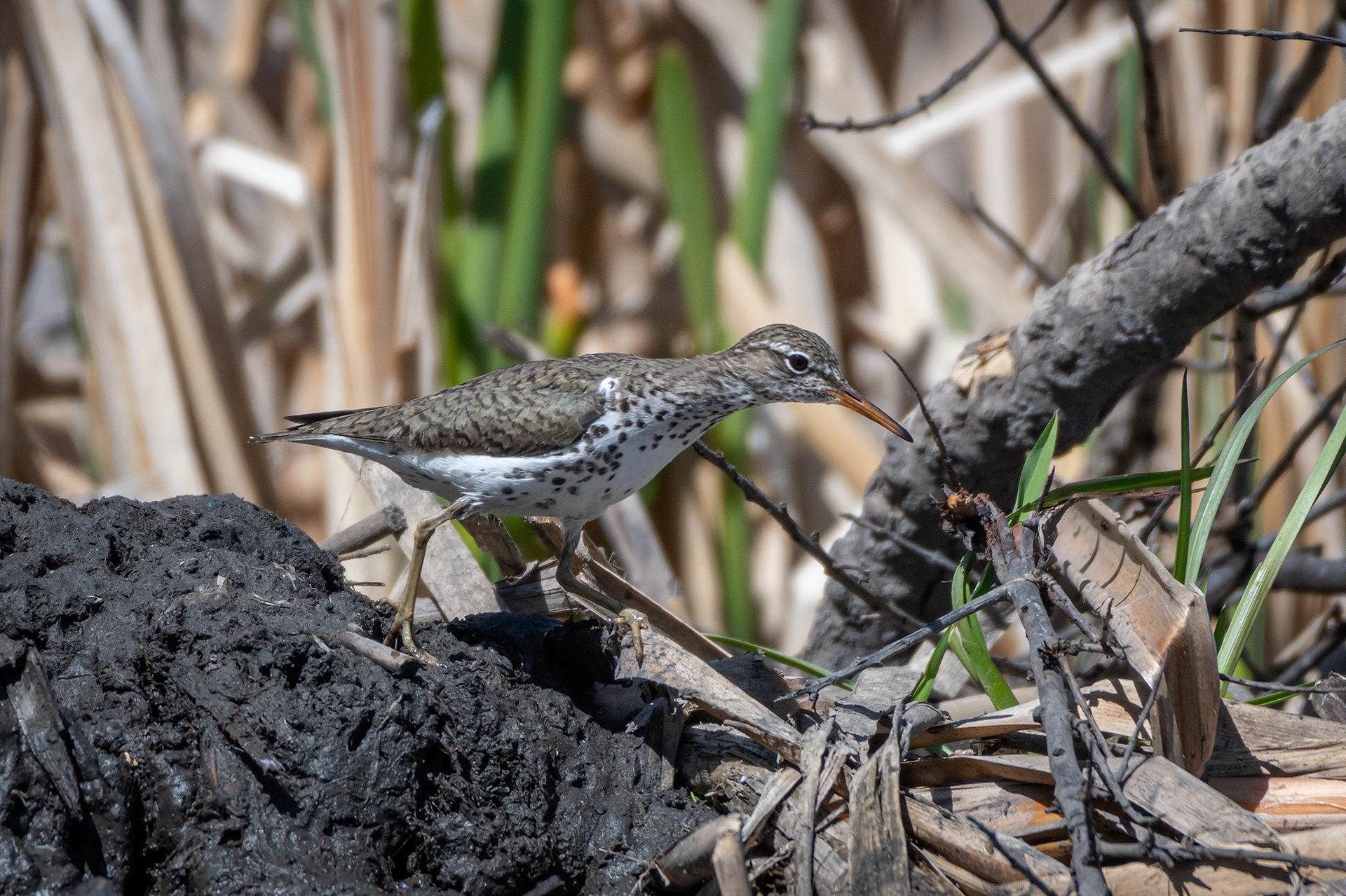 Spotted Sandpiper, Marshall Springs ponds, Fish Creek Provincial Park, Calgary, AB