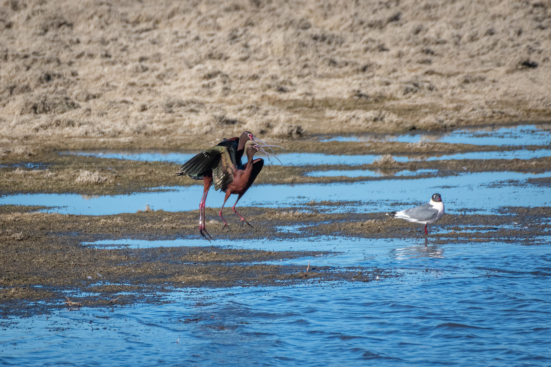 White-faced Ibises, Glenmore Reservoir, North Glenmore Park, Calgary, AB