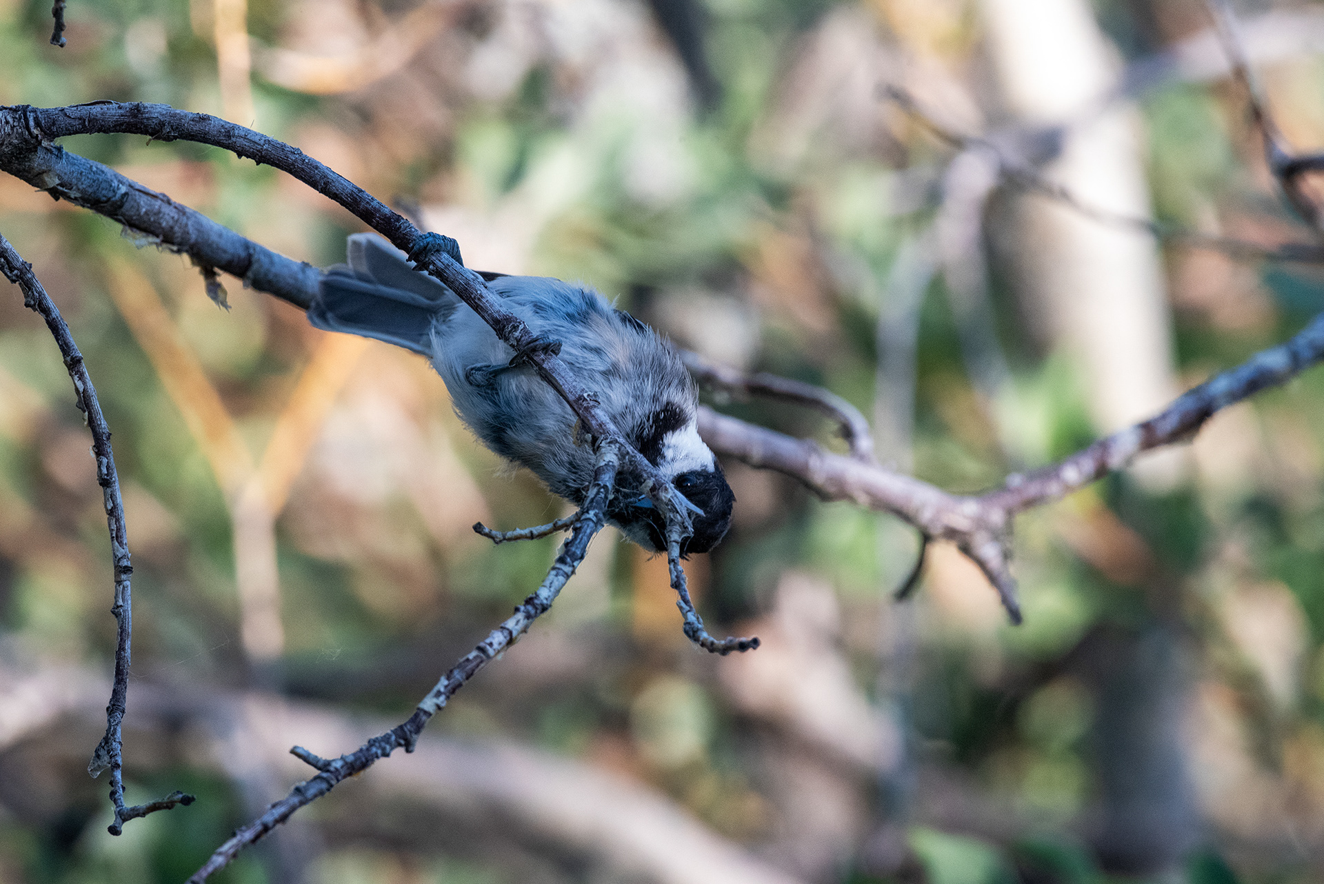 Black-capped Chickadee