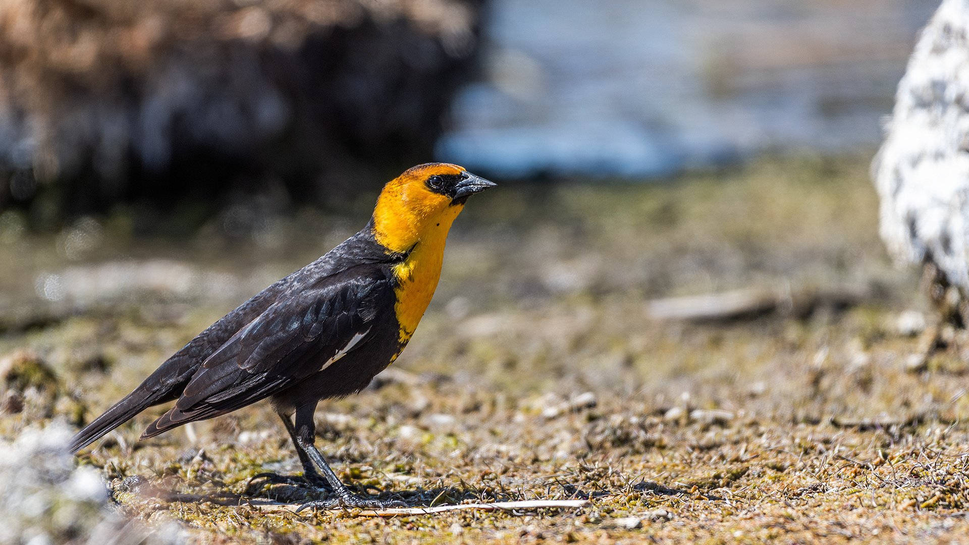 Yellow-headed Blackbird at Frank Lake, AB