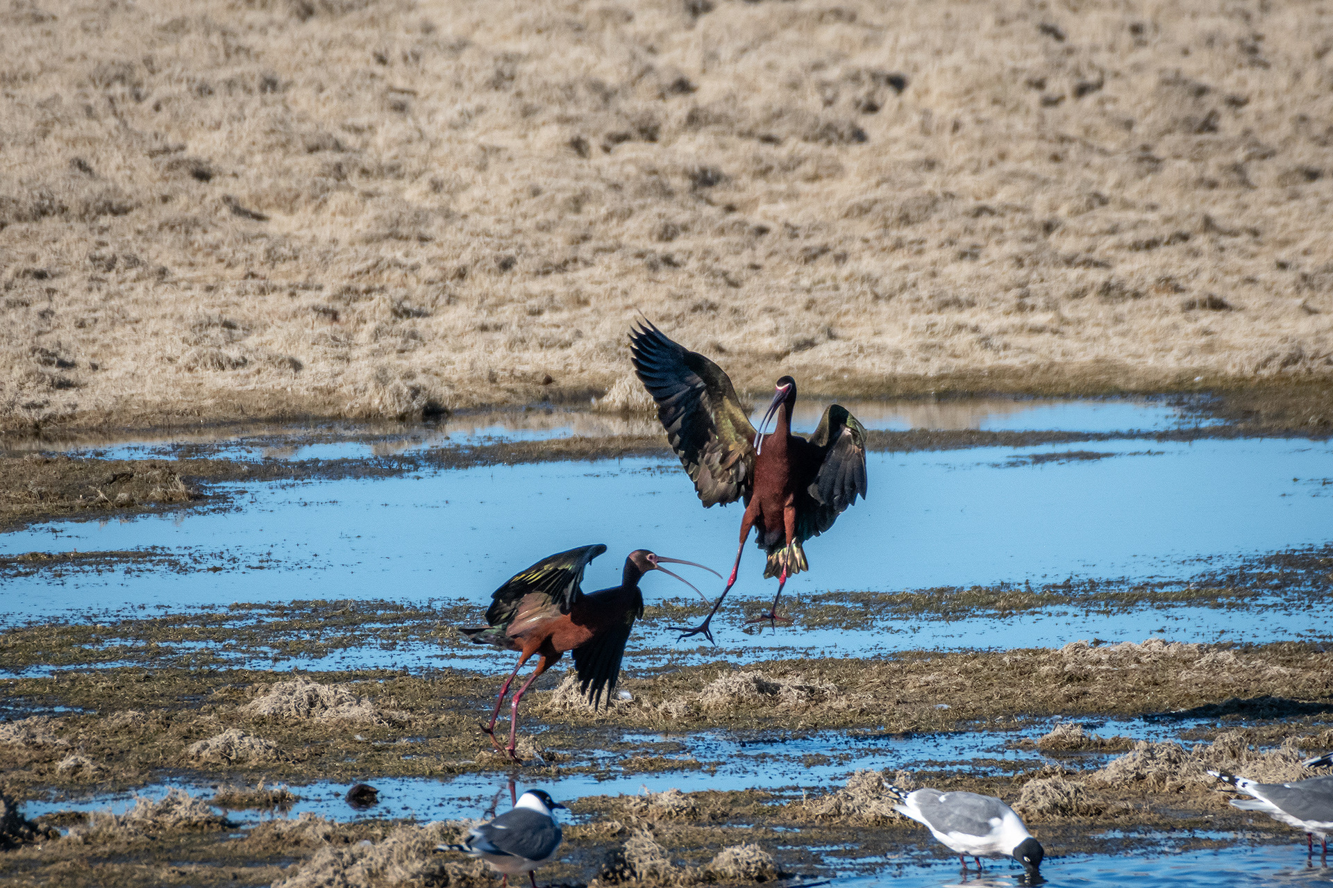 White-faced Ibises, Glenmore Reservoir, North Glenmore Park, Calgary, AB