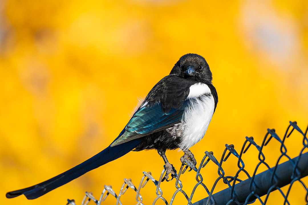 Black-billed Magpie, entrance to Dale Hodges Park, Calgary, AB - September 28th