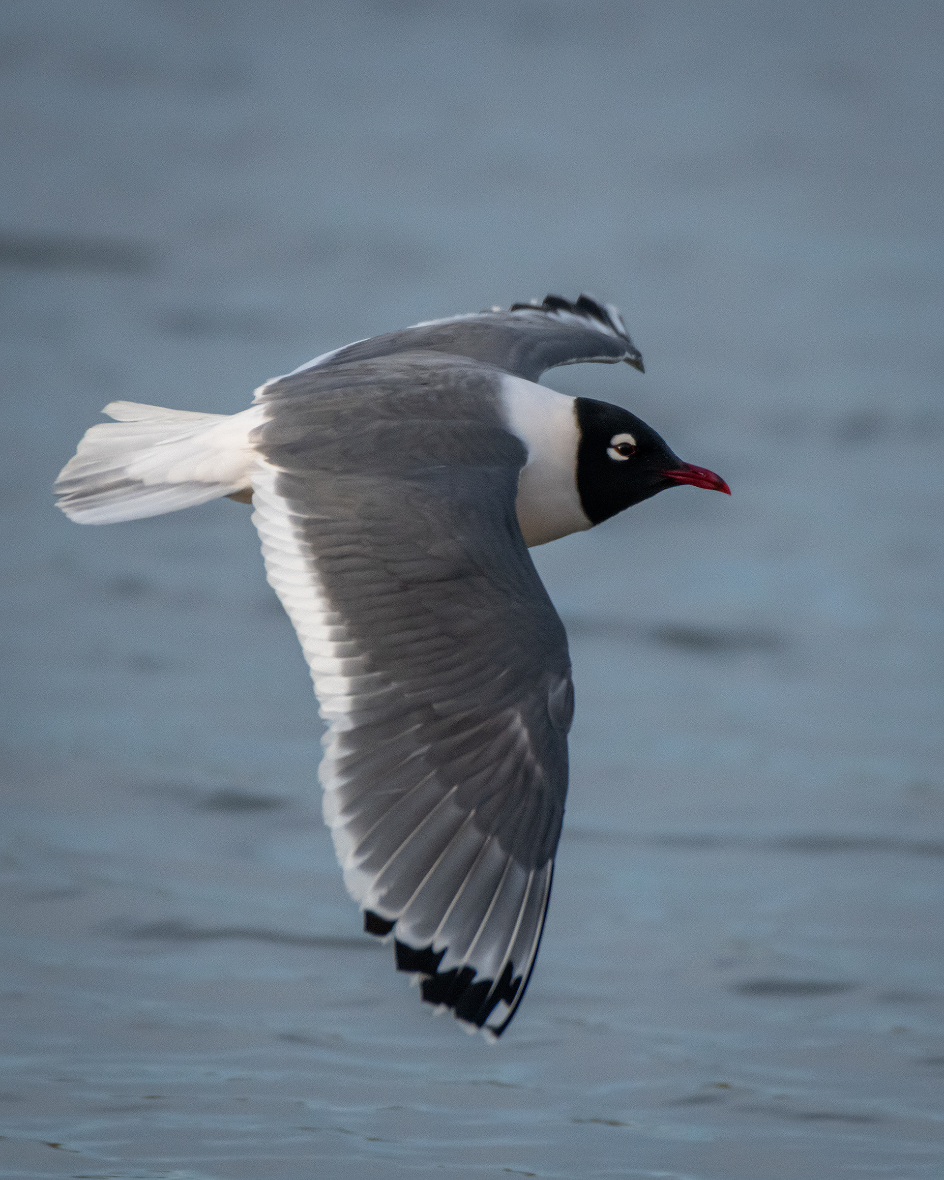 Franklin's Gull (in flight), Glenmore Reservoir, North Glenmore Park, Calgary, AB