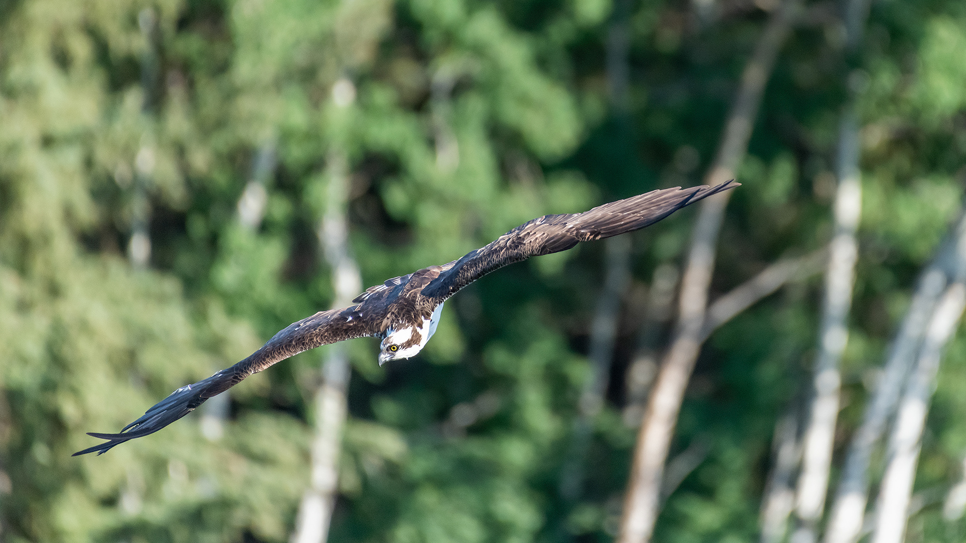 Osprey in flight, Marshall Springs - Fish Creek Prov. Park, Calgary, AB