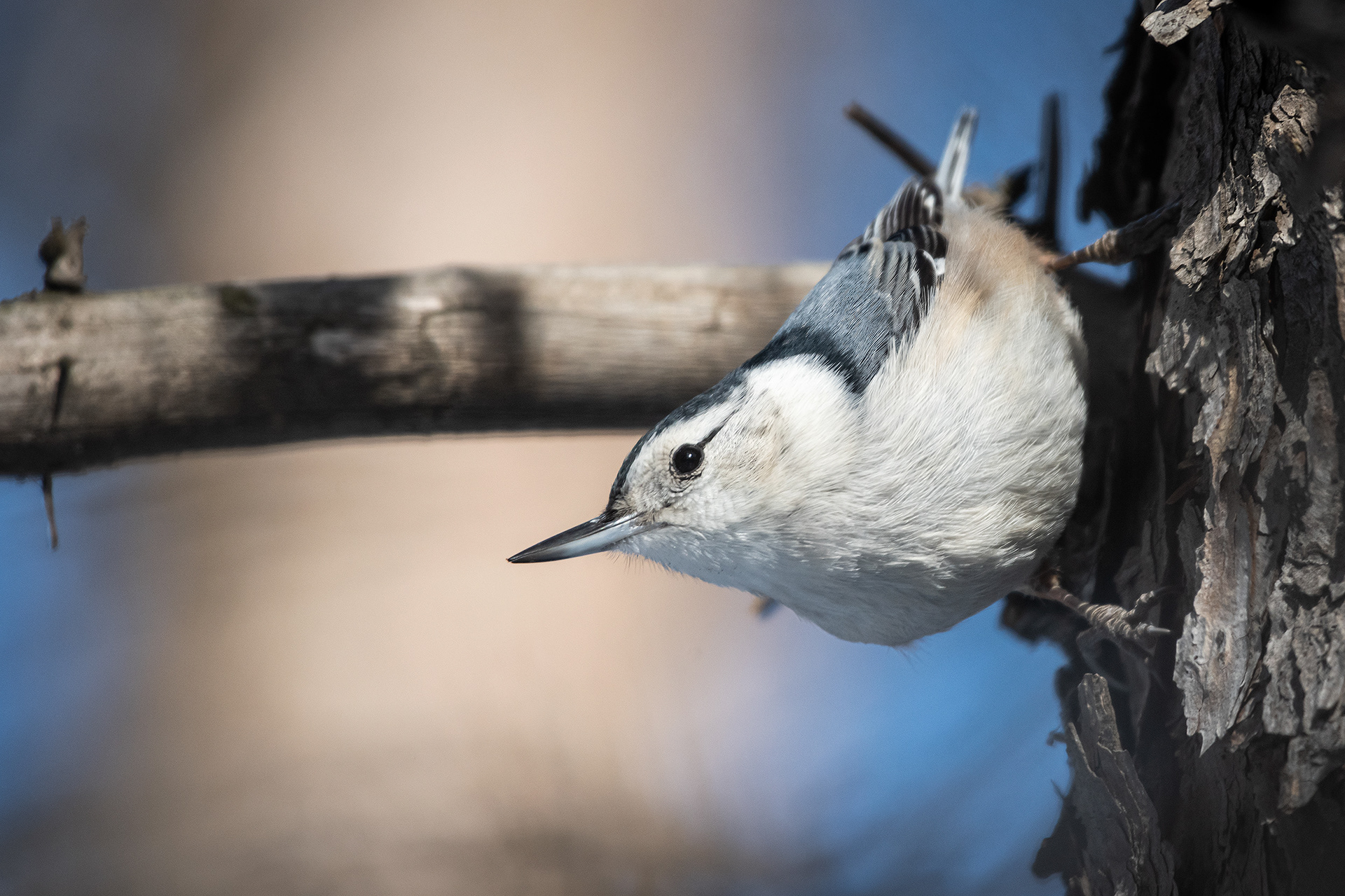 White-breasted Nuthatch, near the Marshall Springs area of Fish Creek Provincial Park, Calgary, AB