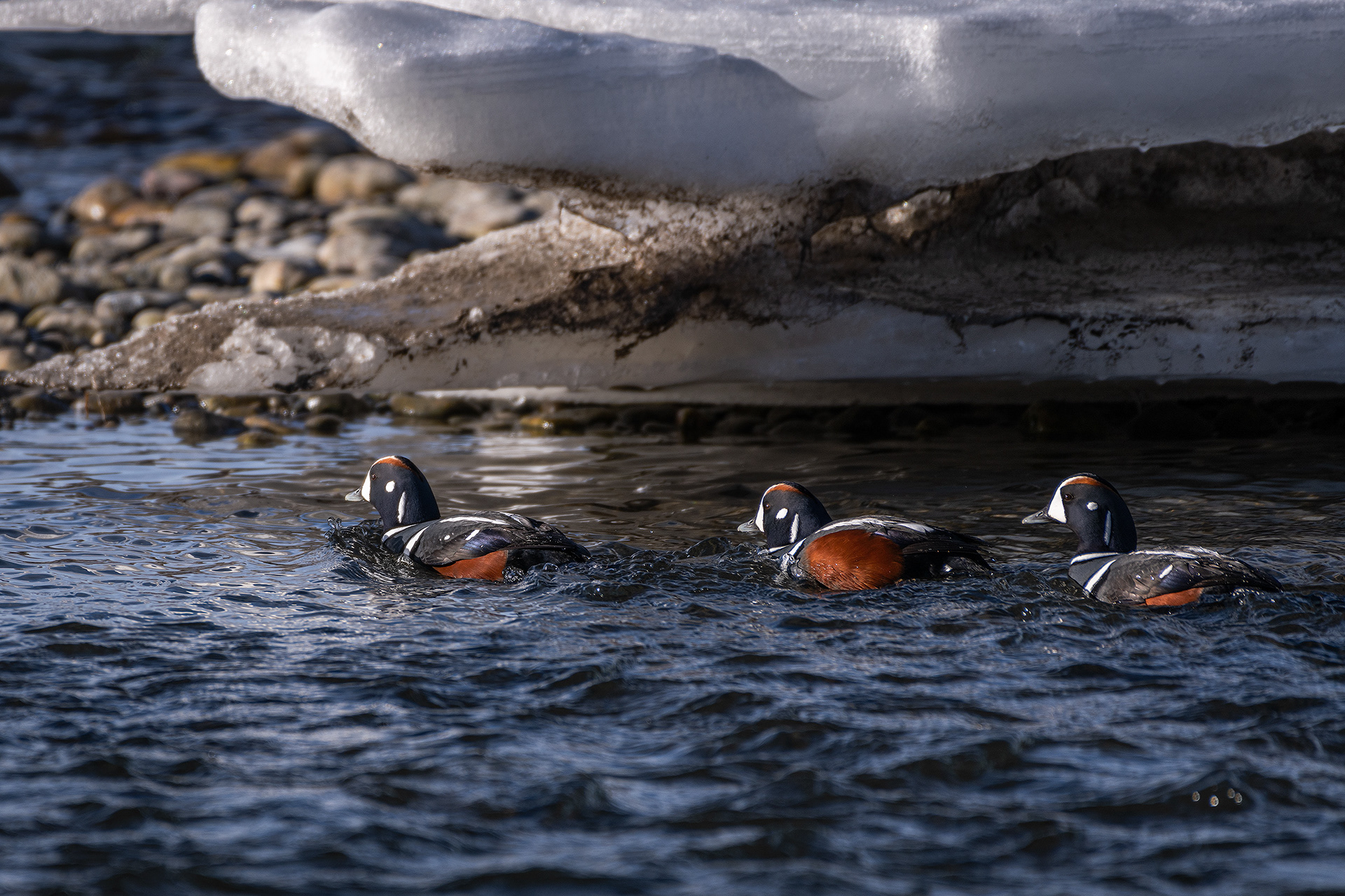 Harlequin Ducks (male) - Bow River, Carburn Park, Calgary, AB