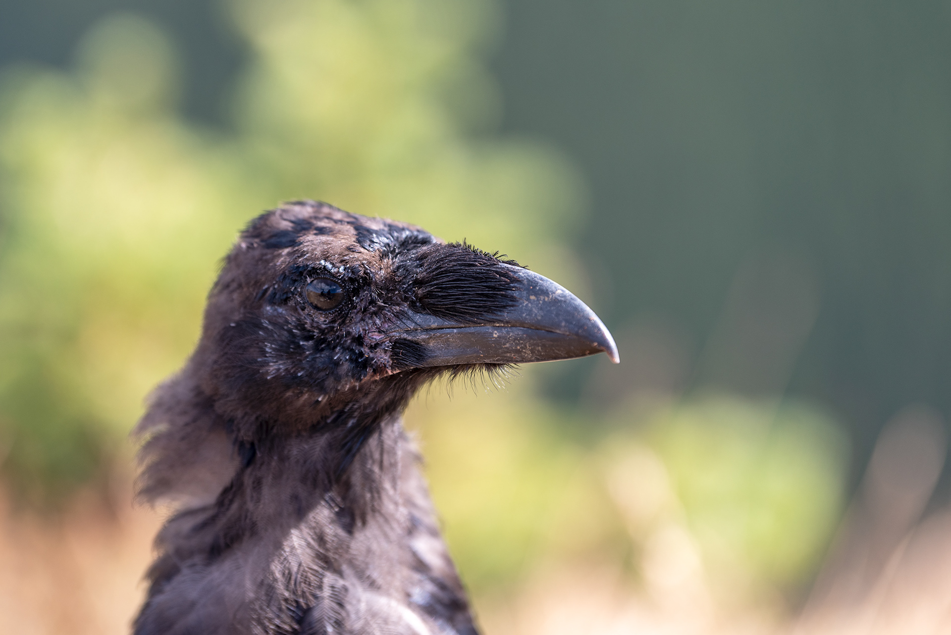 Common Raven bird at Prairie Mountain